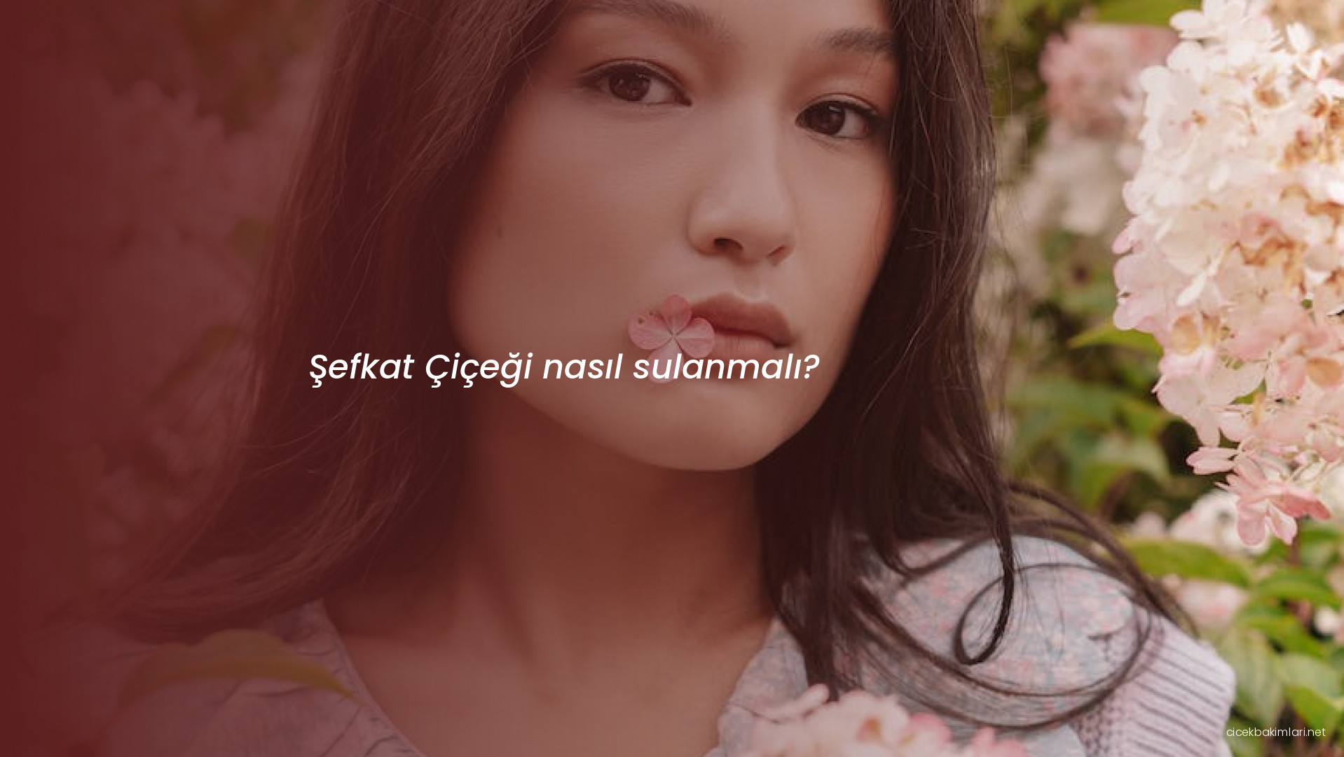 Şefkat Çiçeği nasıl sulanmalı?