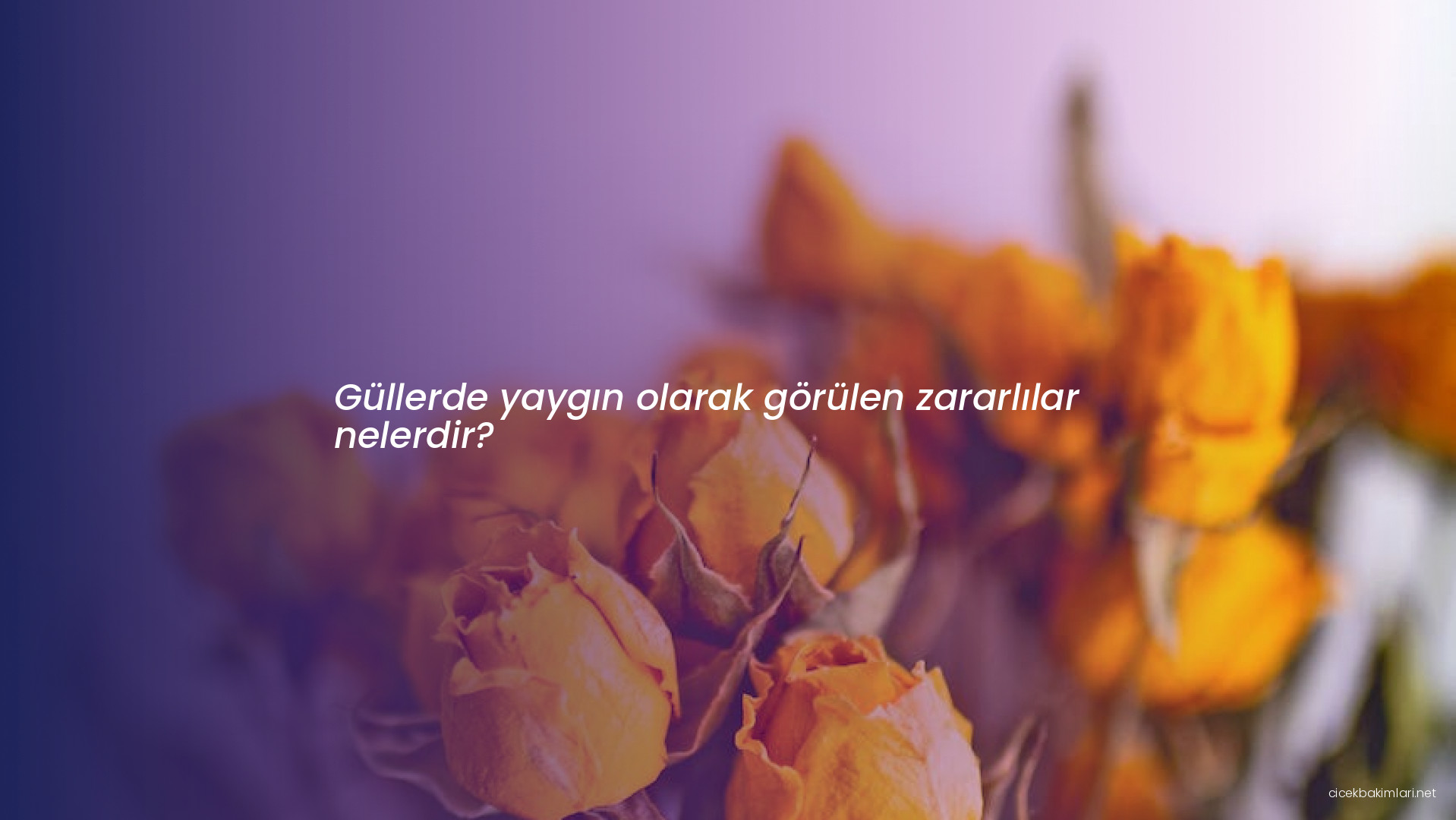 Güllerde yaygın olarak görülen zararlılar nelerdir?