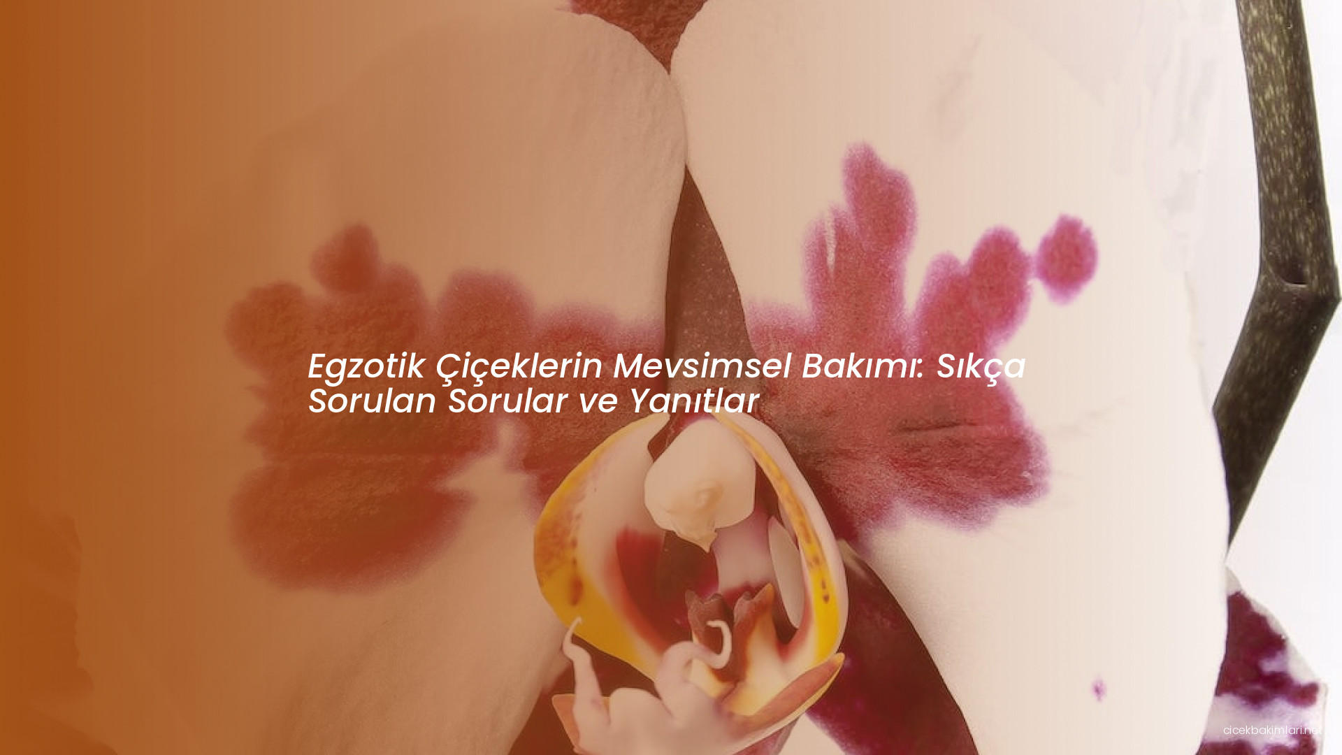 Egzotik Çiçeklerin Mevsimsel Bakımı: Sıkça Sorulan Sorular ve Yanıtlar