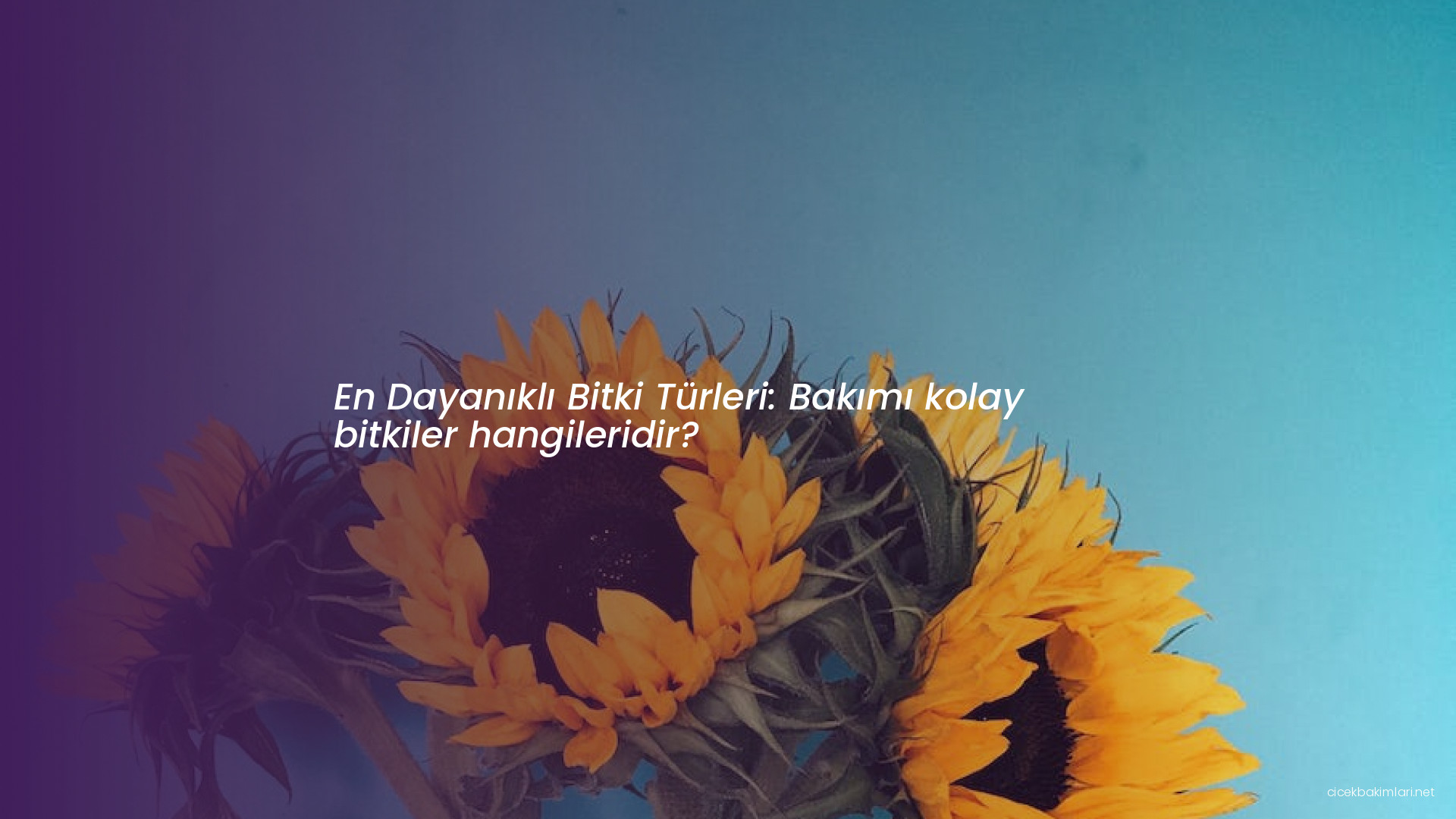 En Dayanıklı Bitki Türleri: Bakımı kolay bitkiler hangileridir?