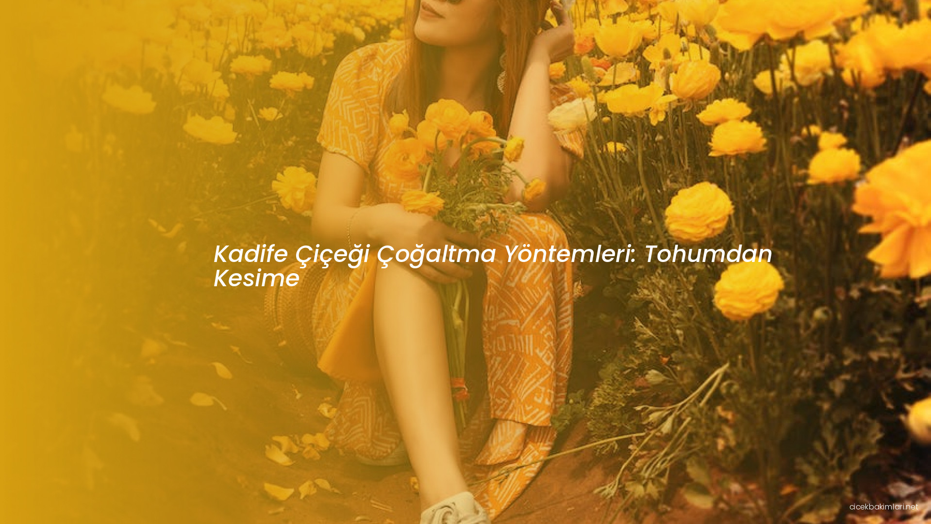 Kadife Çiçeği Çoğaltma Yöntemleri: Tohumdan Kesime