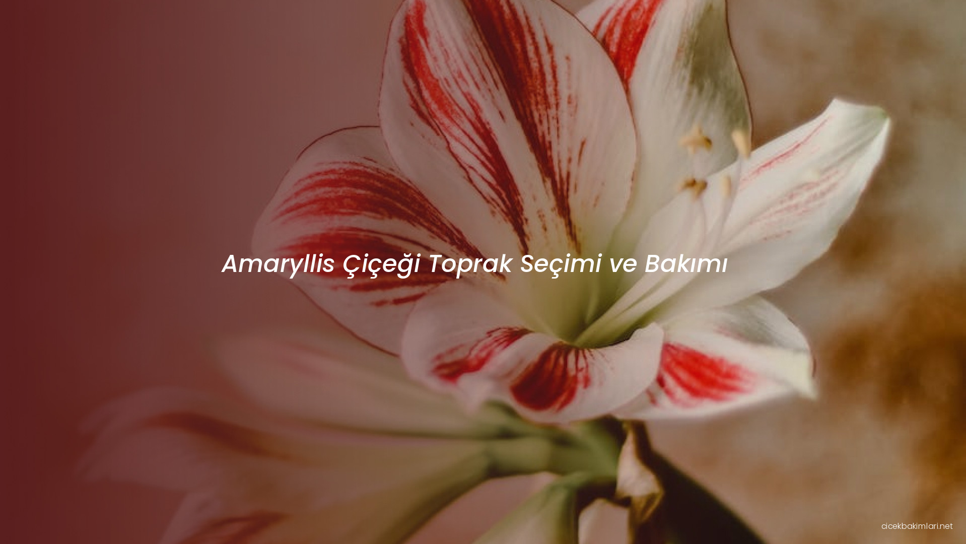 Amaryllis Çiçeği Toprak Seçimi ve Bakımı