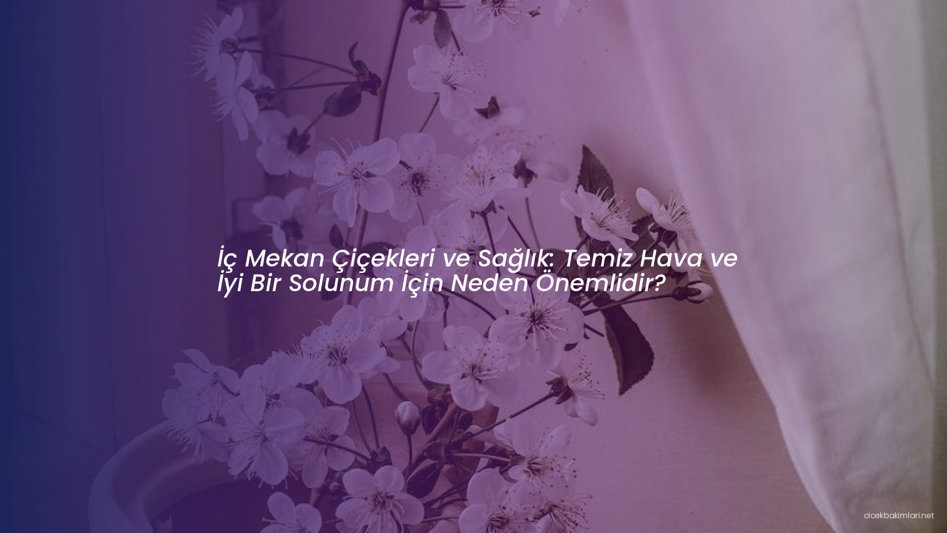 İç Mekan Çiçekleri ve Sağlık: Temiz Hava ve İyi Bir Solunum İçin Neden Önemlidir?