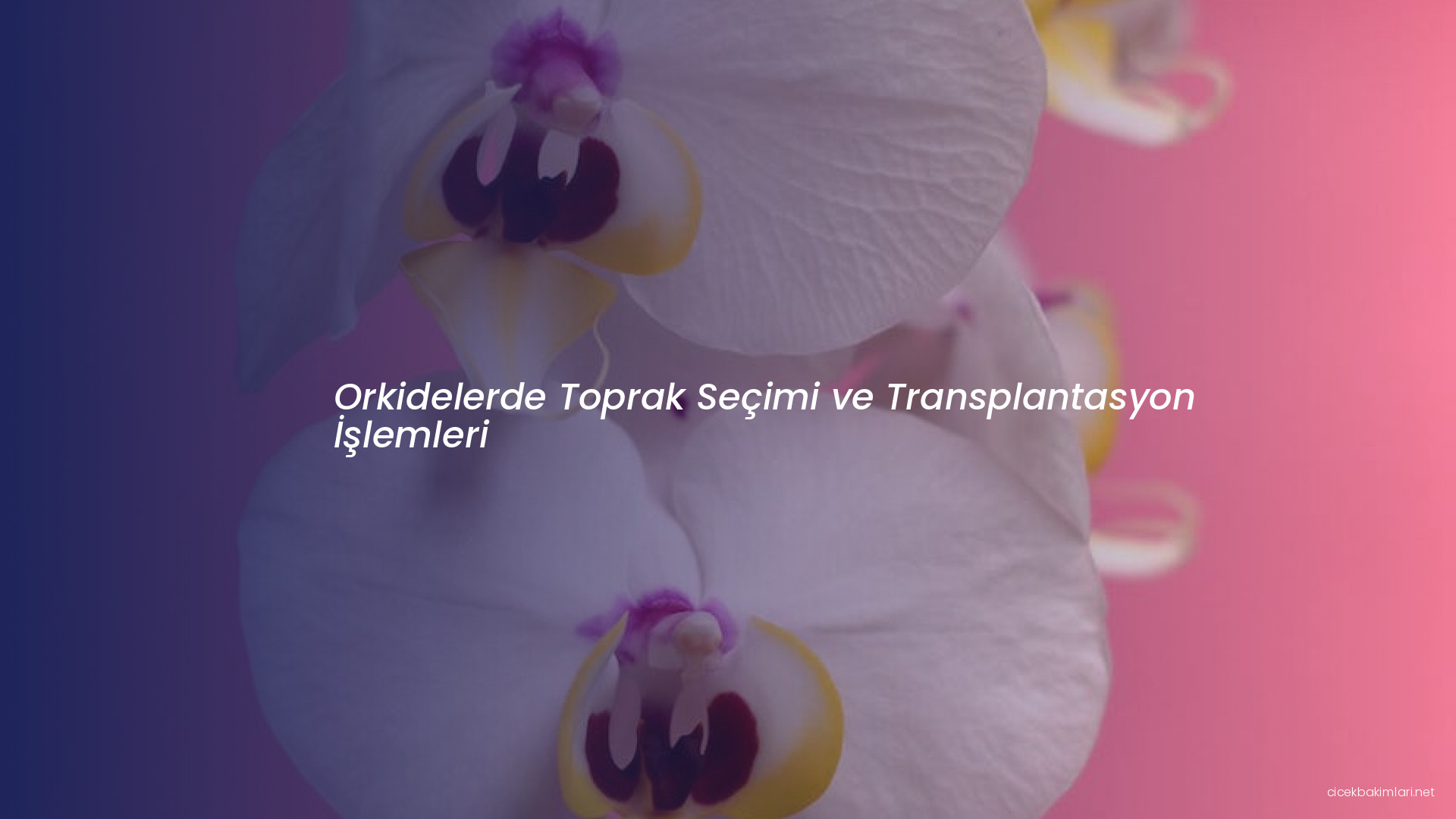 Orkidelerde Toprak Seçimi ve Transplantasyon İşlemleri