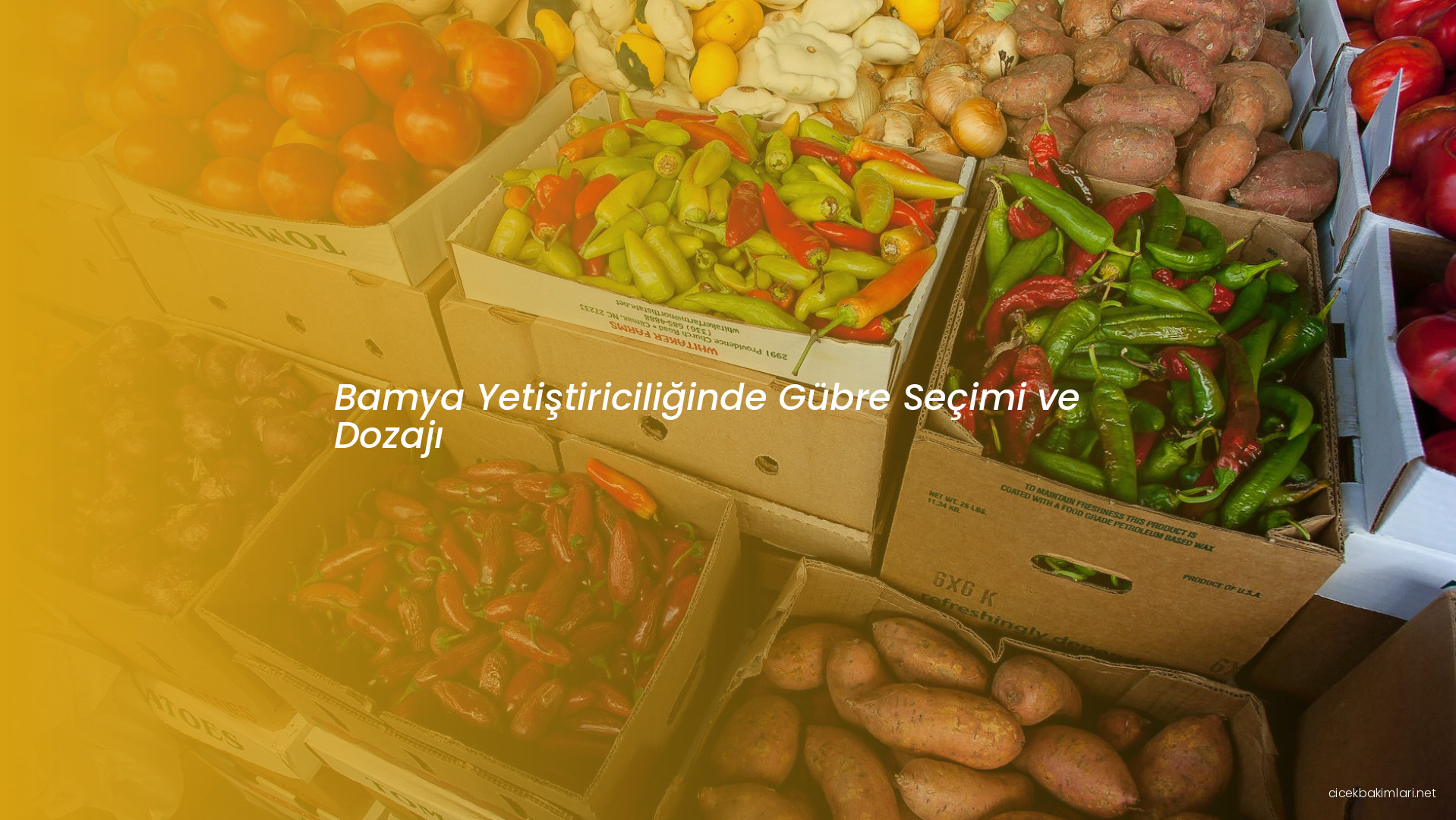 Bamya Yetiştiriciliğinde Gübre Seçimi ve Dozajı