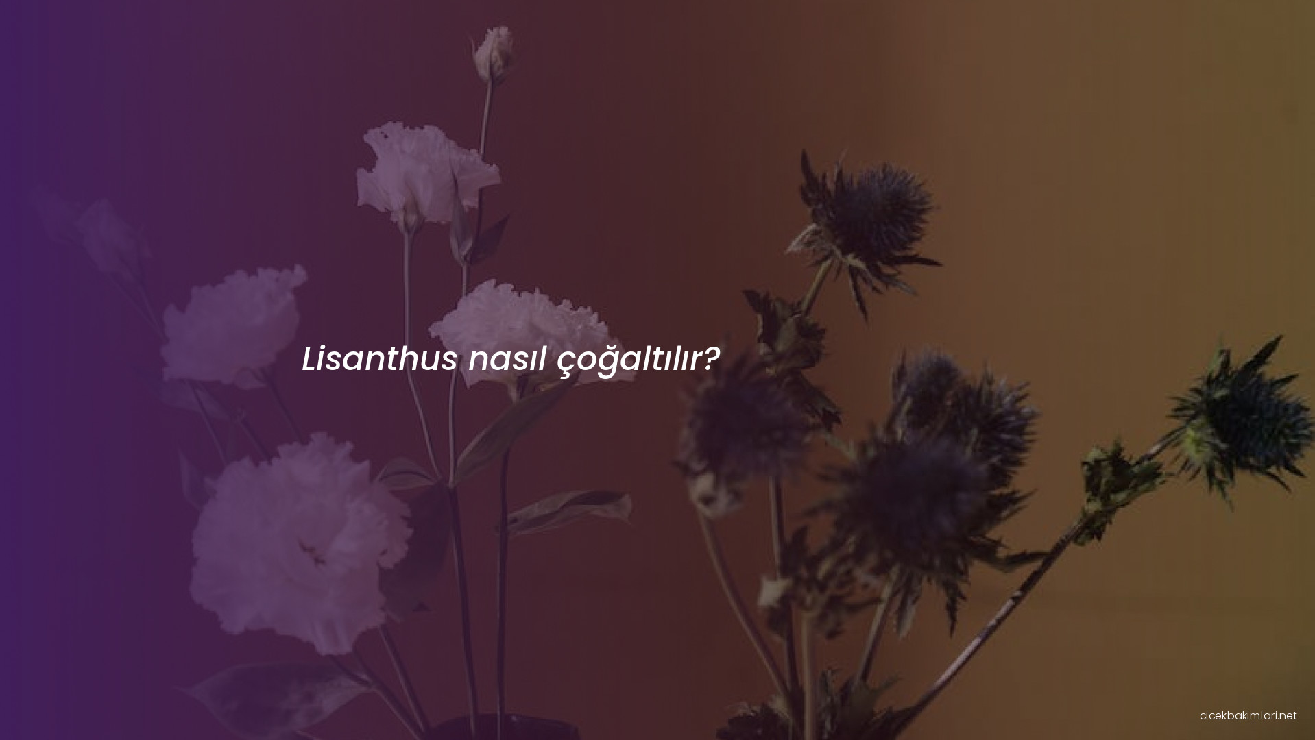 Lisanthus nasıl çoğaltılır?