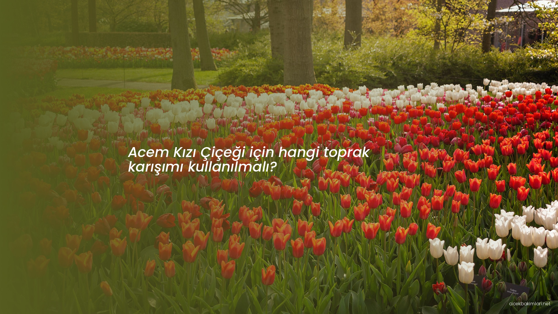 Acem Kızı Çiçeği için hangi toprak karışımı kullanılmalı?