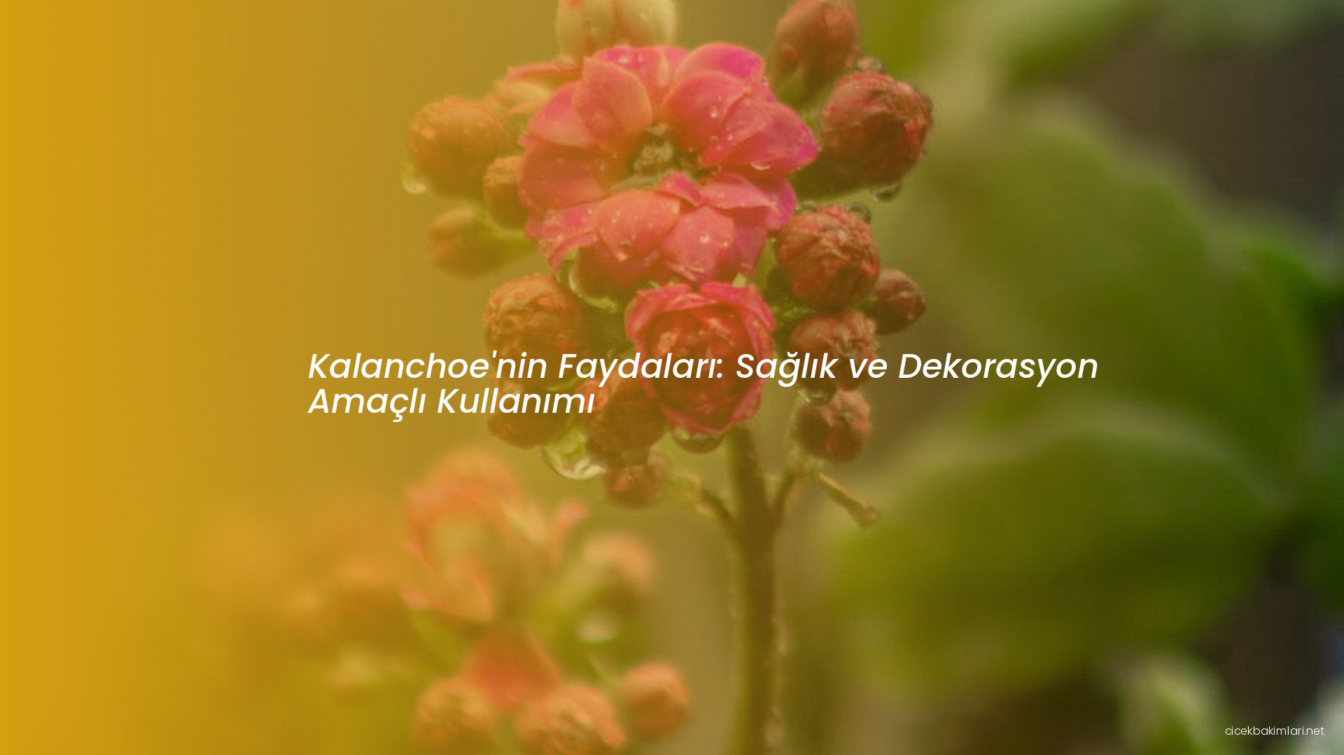 Kalanchoe'nin Faydaları: Sağlık ve Dekorasyon Amaçlı Kullanımı