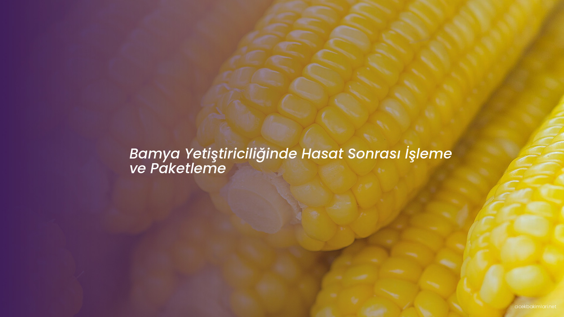 Bamya Yetiştiriciliğinde Hasat Sonrası İşleme ve Paketleme