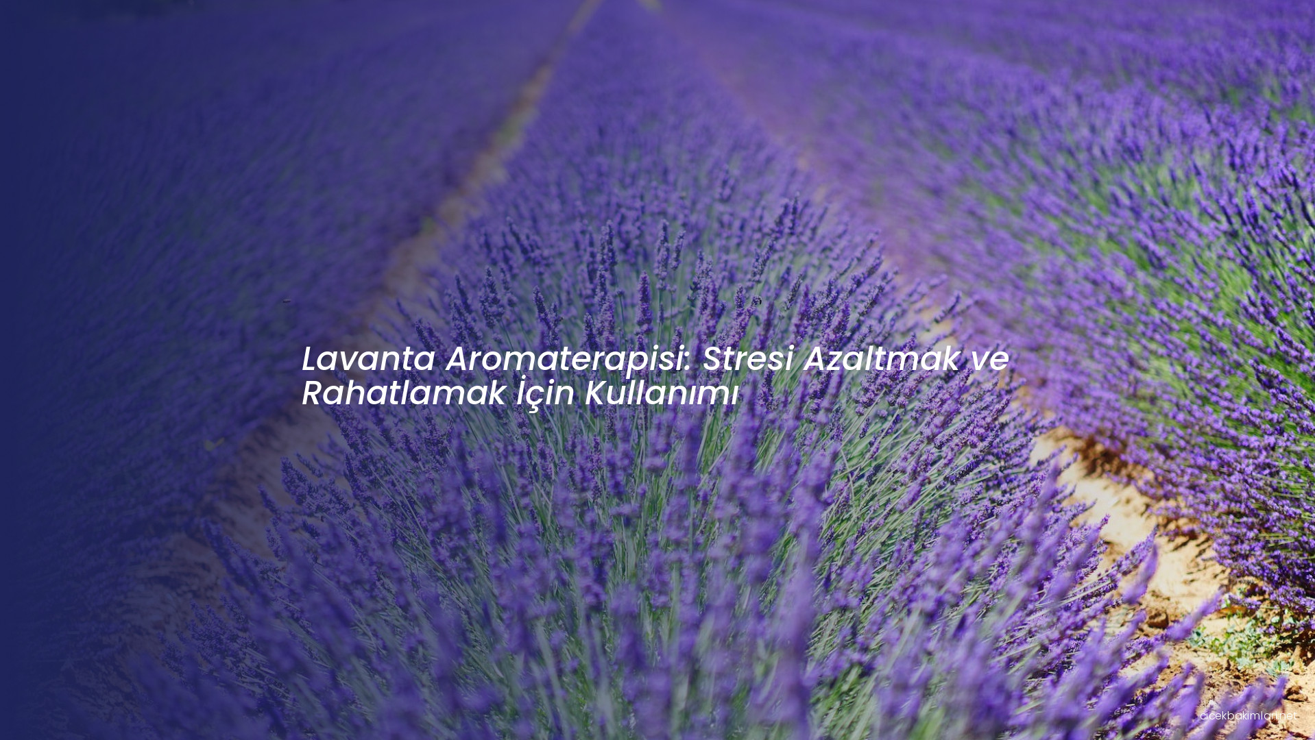 Lavanta Aromaterapisi: Stresi Azaltmak ve Rahatlamak İçin Kullanımı