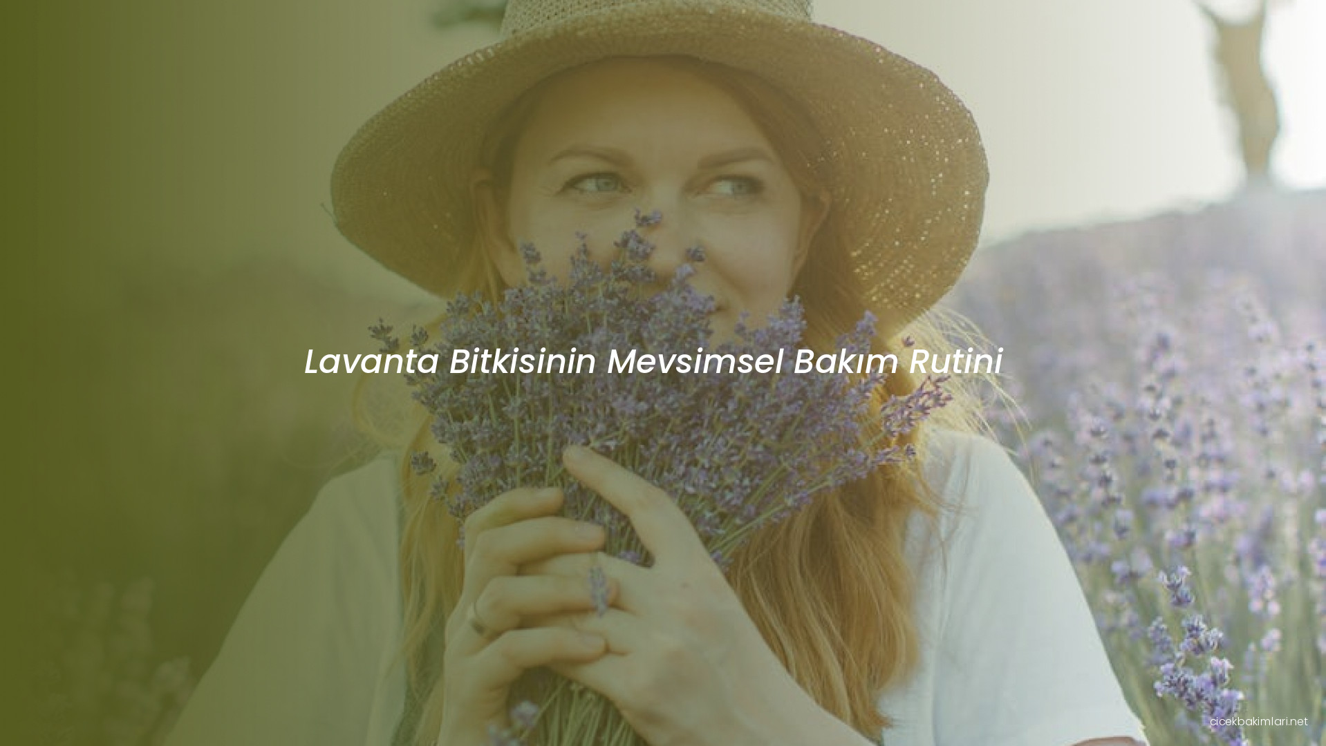 Lavanta Bitkisinin Mevsimsel Bakım Rutini