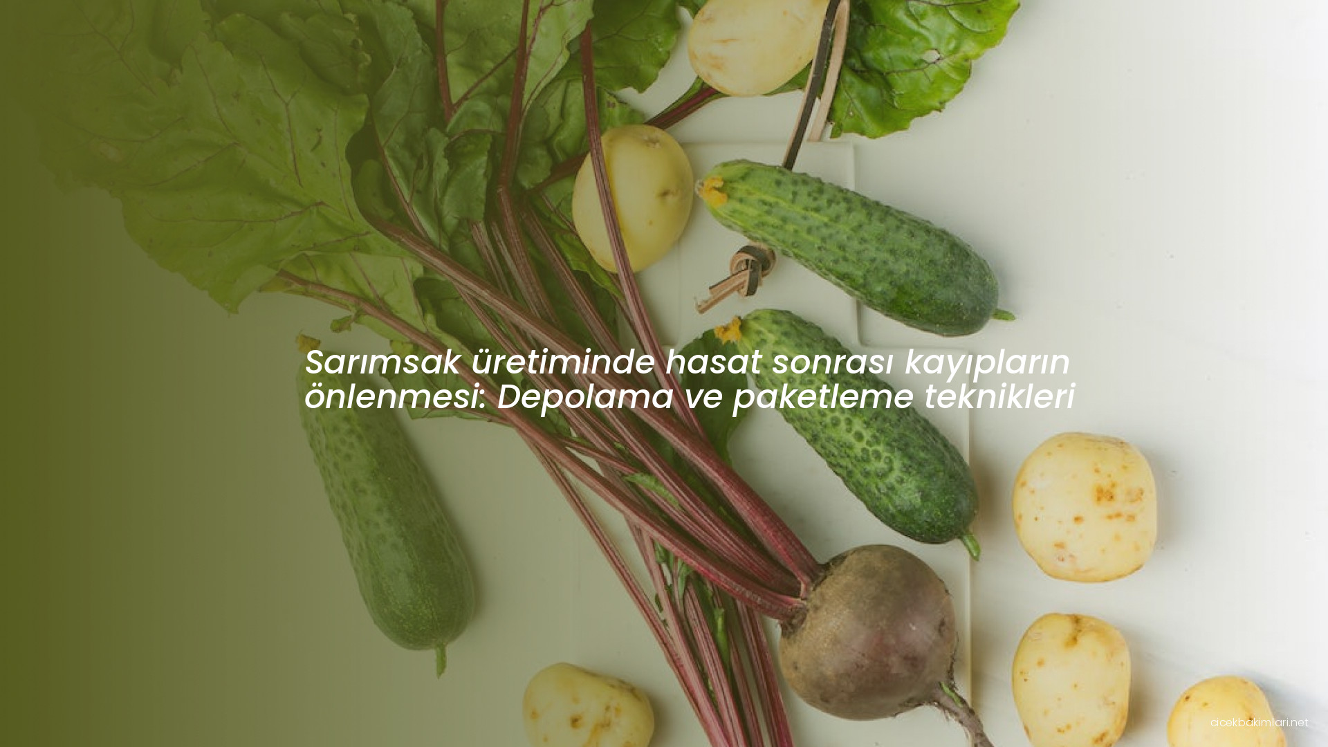 Sarımsak üretiminde hasat sonrası kayıpların önlenmesi: Depolama ve paketleme teknikleri