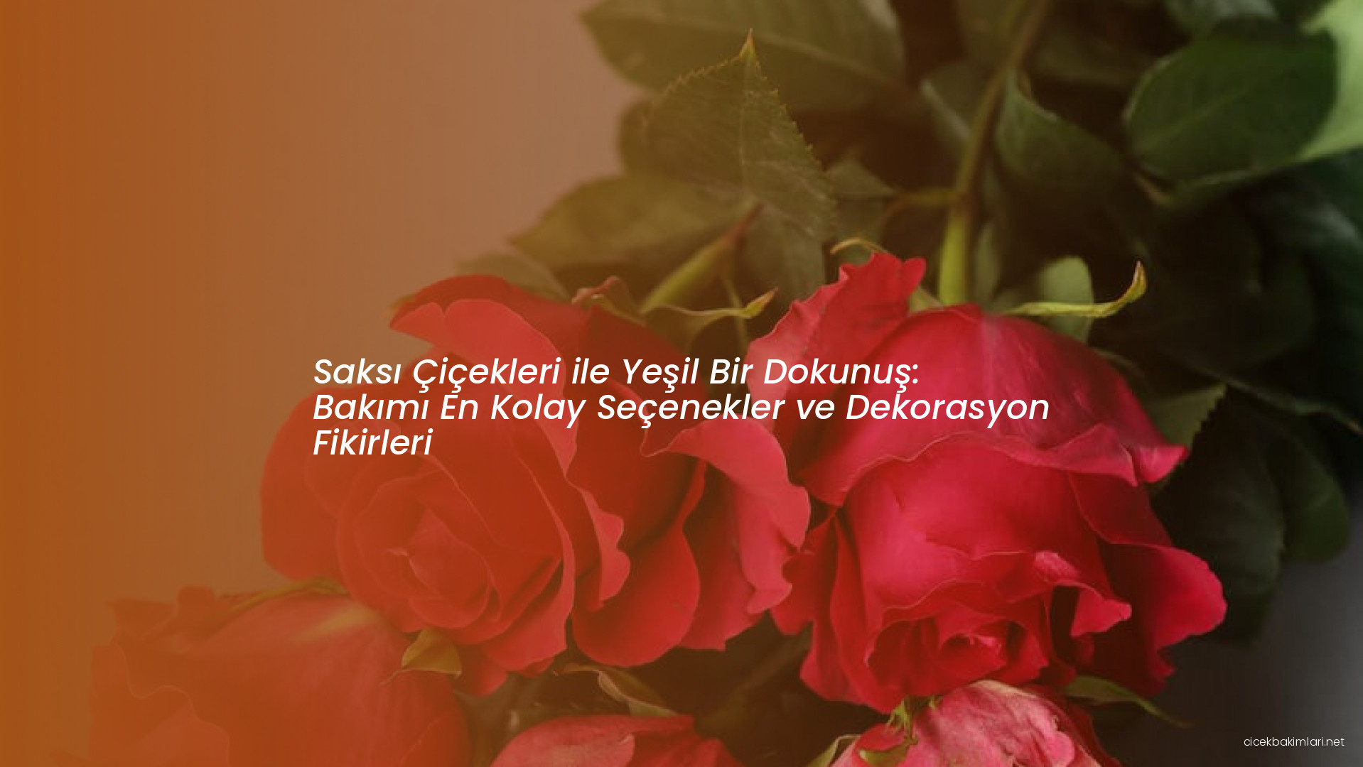 Saksı Çiçekleri ile Yeşil Bir Dokunuş: Bakımı En Kolay Seçenekler ve Dekorasyon Fikirleri