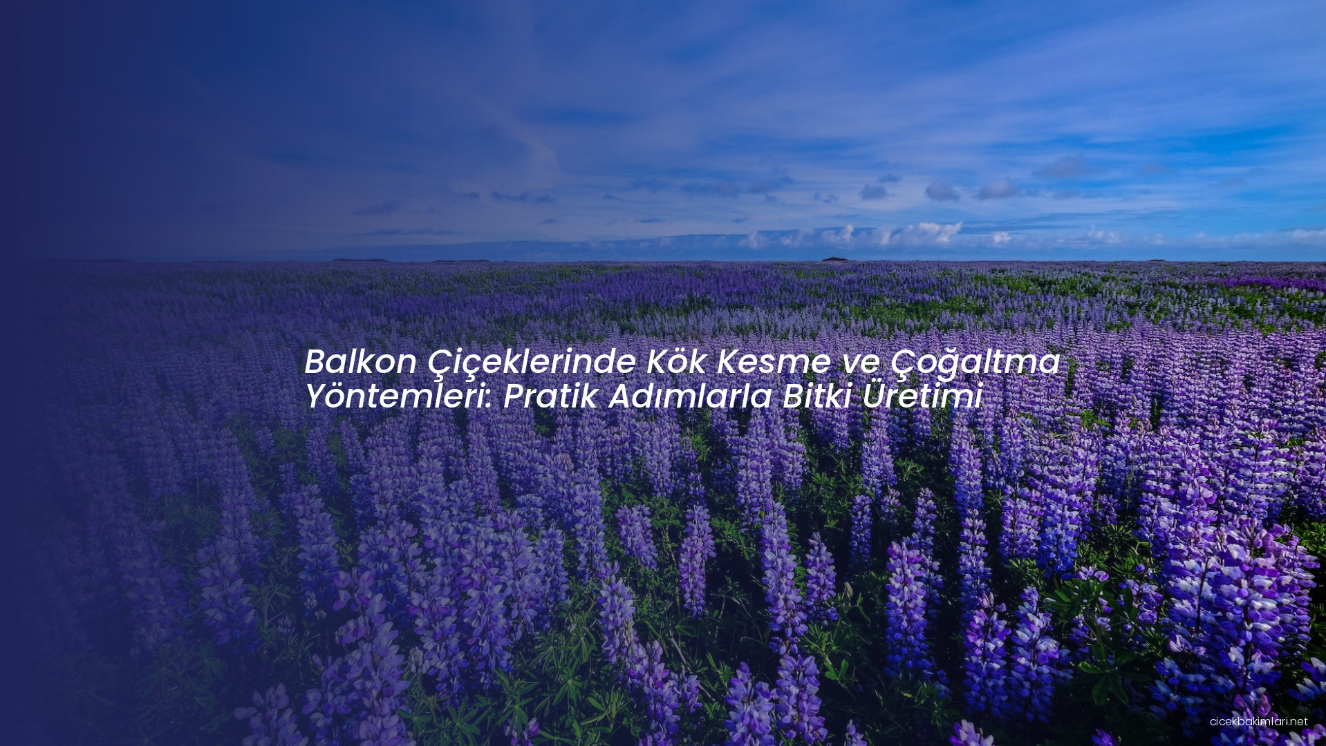 Balkon Çiçeklerinde Kök Kesme ve Çoğaltma Yöntemleri: Pratik Adımlarla Bitki Üretimi