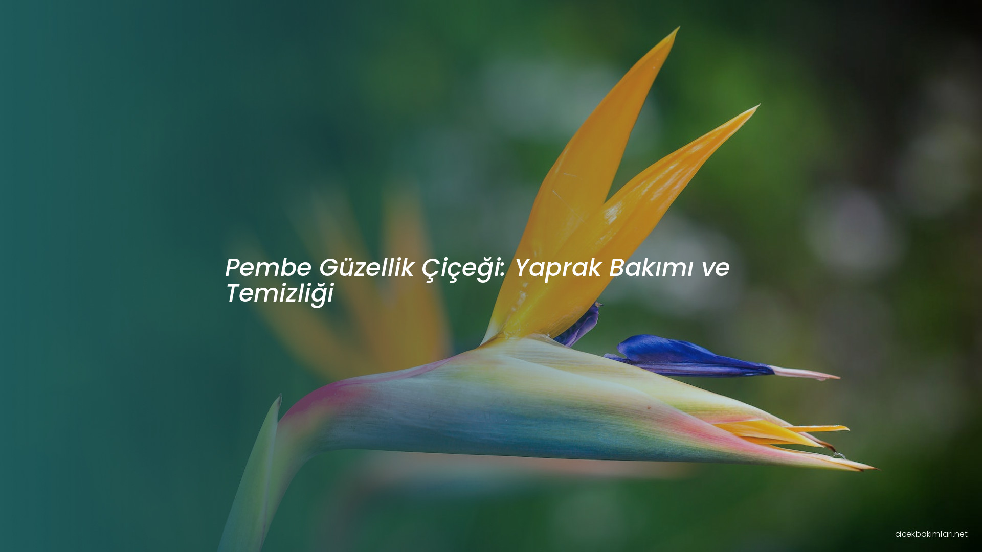 Pembe Güzellik Çiçeği: Yaprak Bakımı ve Temizliği