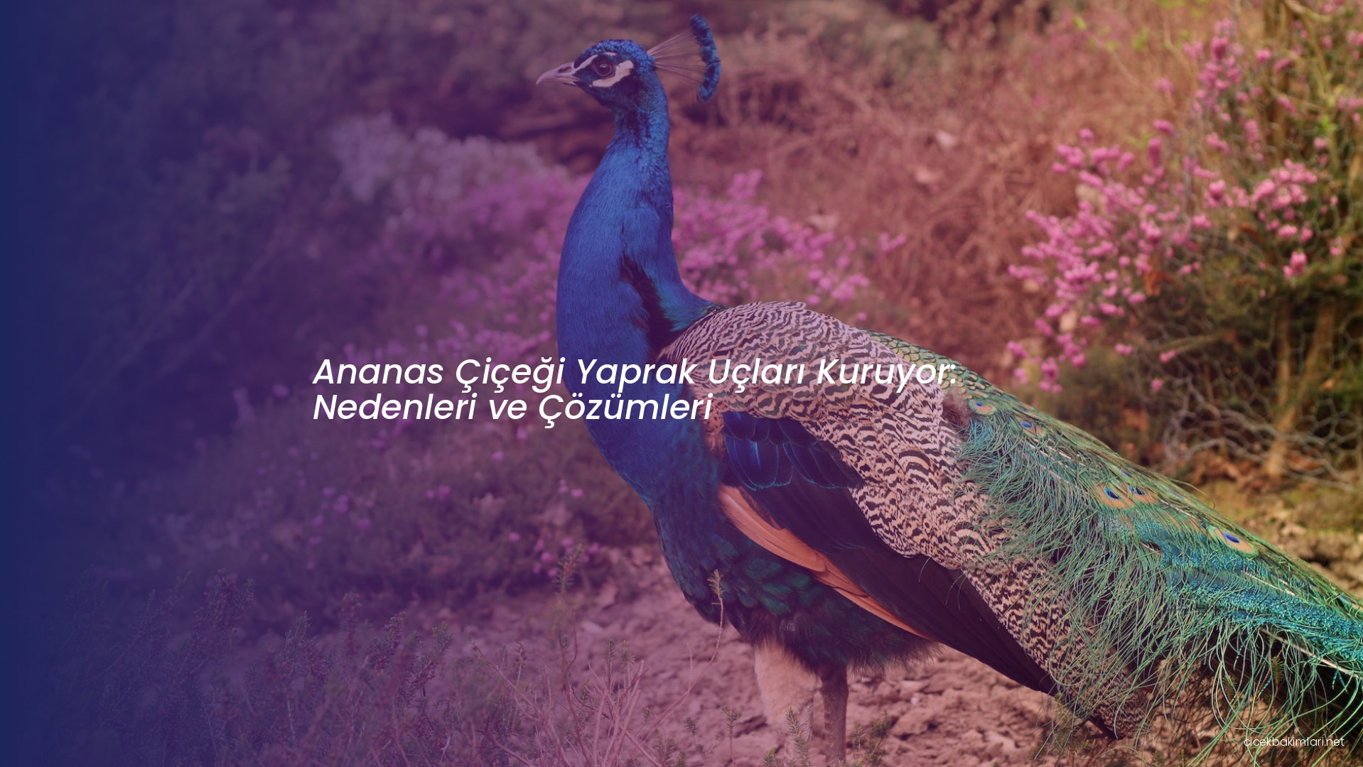 Ananas Çiçeği Yaprak Uçları Kuruyor: Nedenleri ve Çözümleri