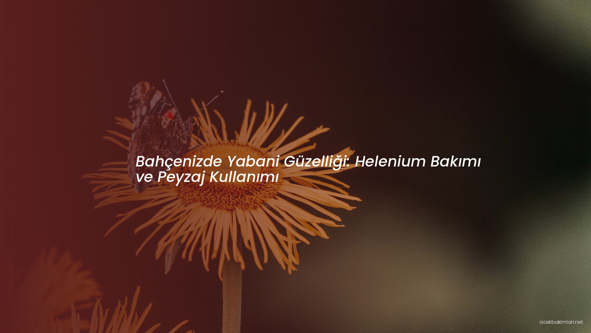 Bahçenizde Yabani Güzelliği: Helenium Bakımı ve Peyzaj Kullanımı