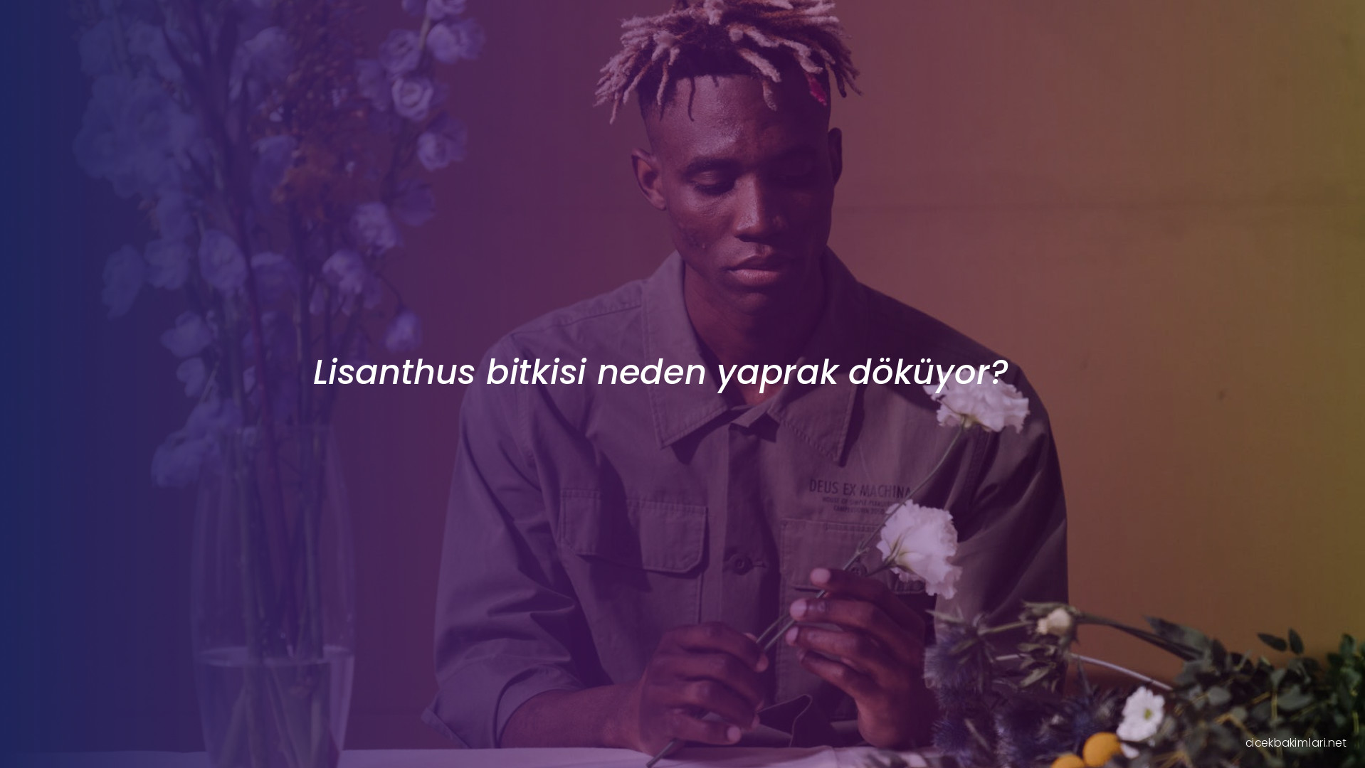 Lisanthus bitkisi neden yaprak döküyor?