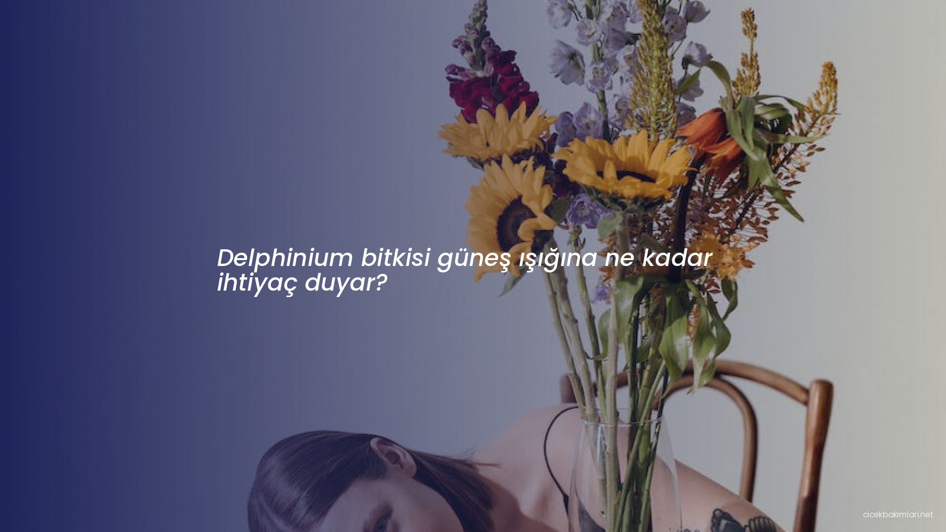 Delphinium bitkisi güneş ışığına ne kadar ihtiyaç duyar?