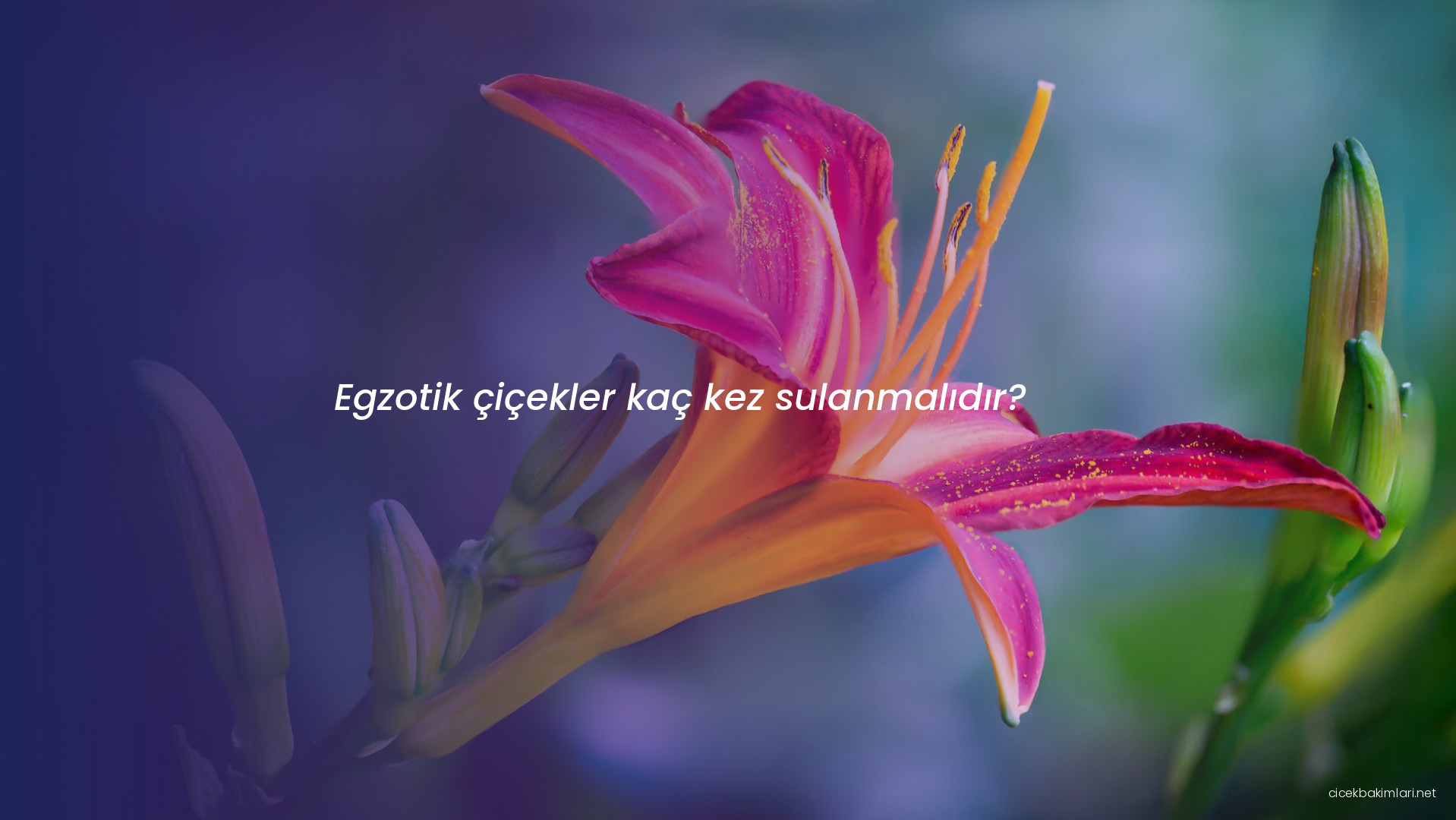 Egzotik çiçekler kaç kez sulanmalıdır?