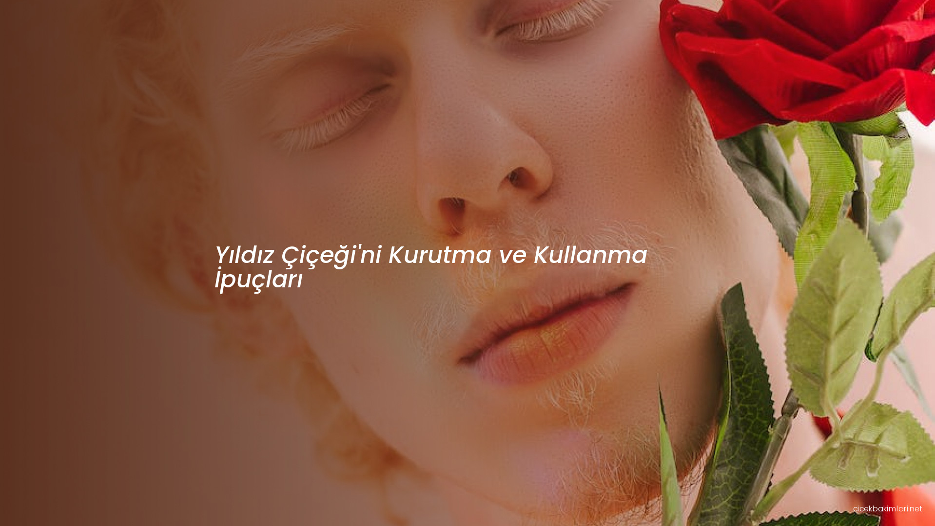 Yıldız Çiçeği'ni Kurutma ve Kullanma İpuçları