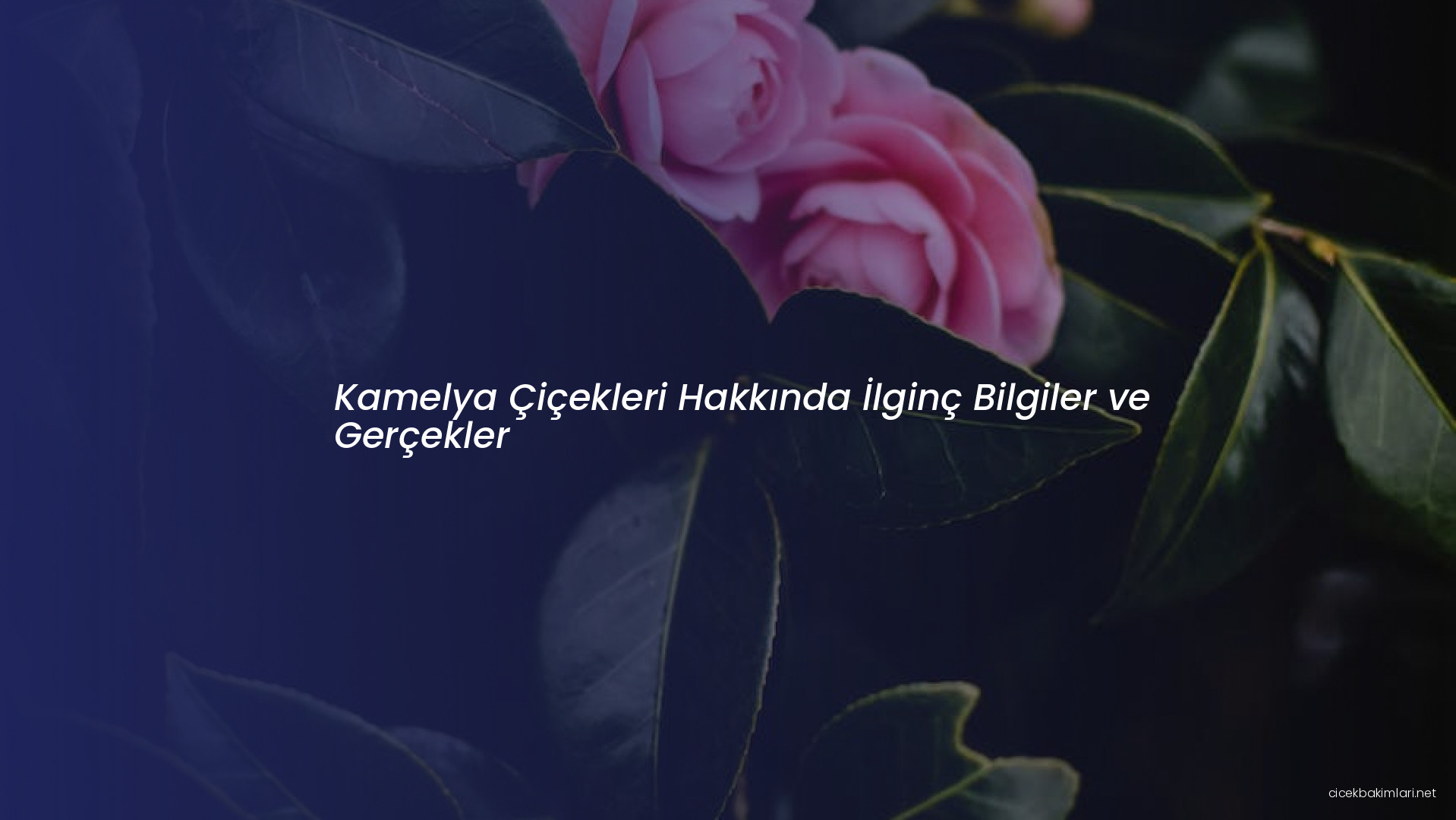 Kamelya Çiçekleri Hakkında İlginç Bilgiler ve Gerçekler