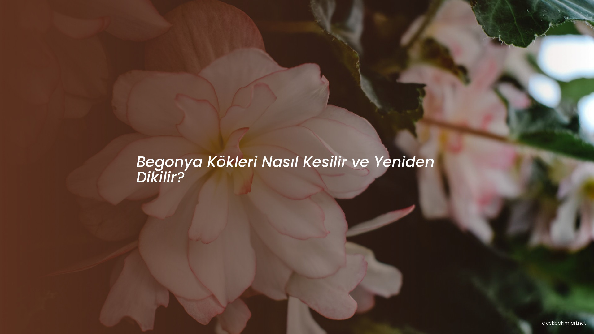 Begonya Kökleri Nasıl Kesilir ve Yeniden Dikilir?