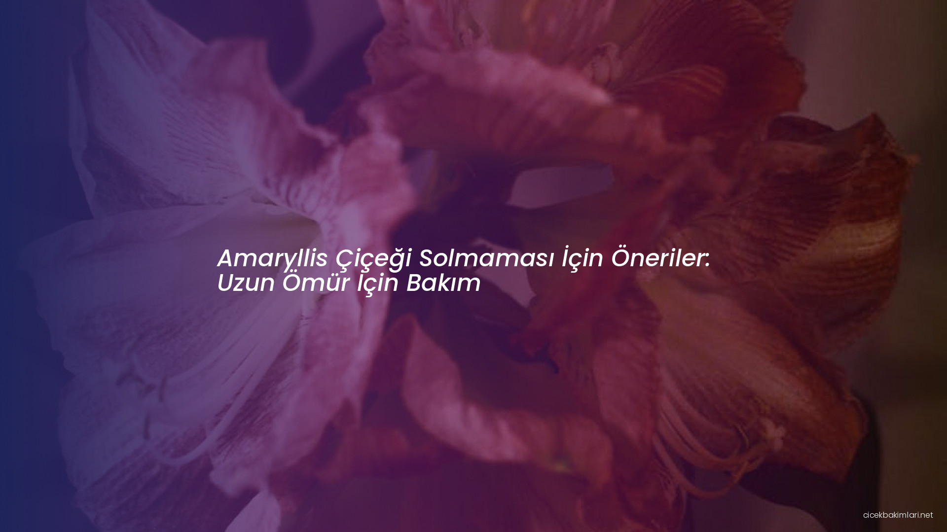 Amaryllis Çiçeği Solmaması İçin Öneriler: Uzun Ömür İçin Bakım