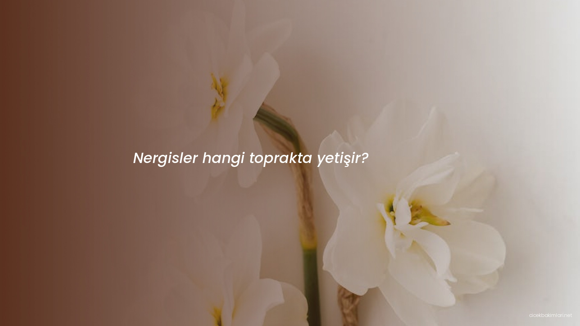 Nergisler hangi toprakta yetişir?