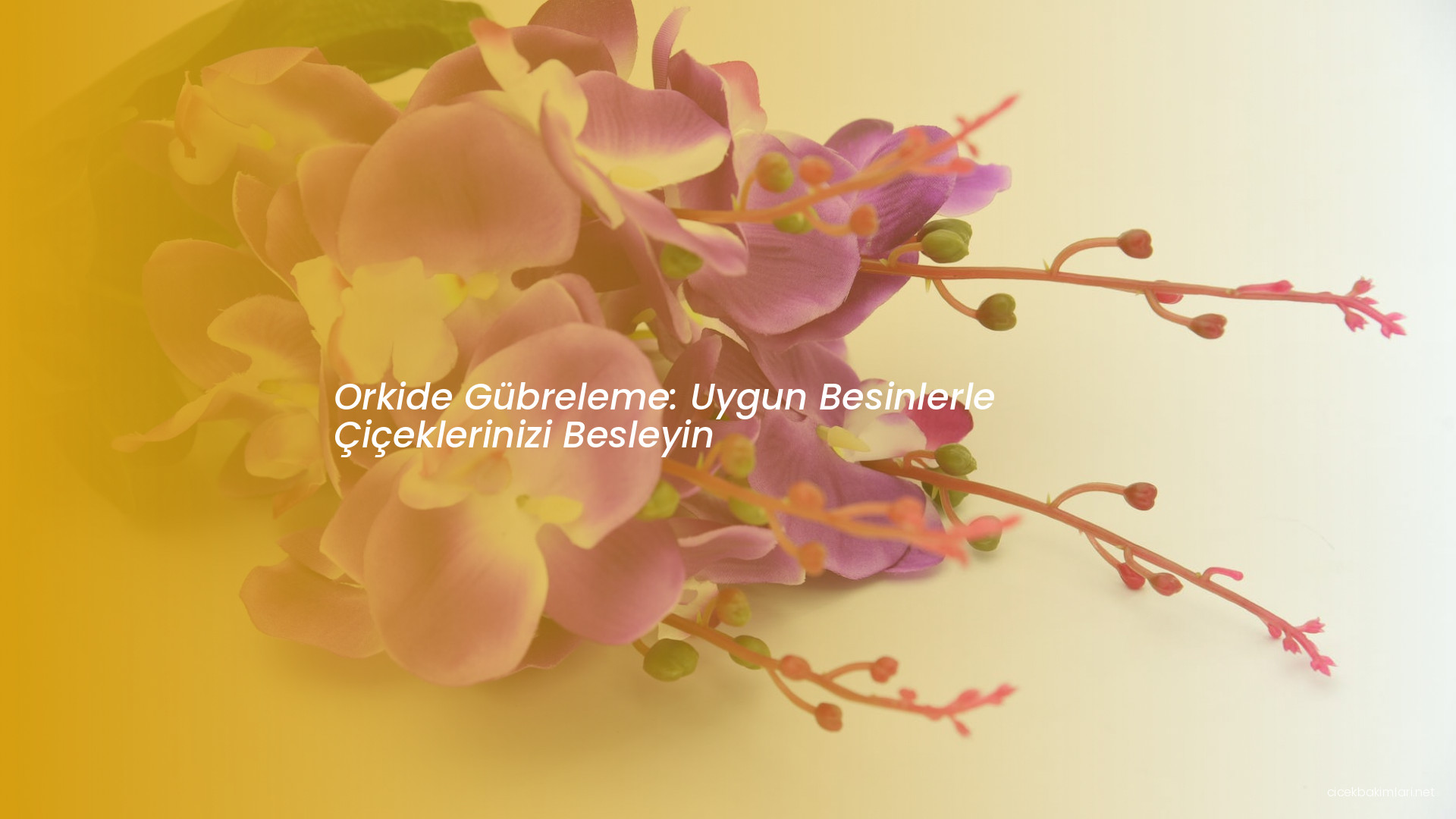 Orkide Gübreleme: Uygun Besinlerle Çiçeklerinizi Besleyin