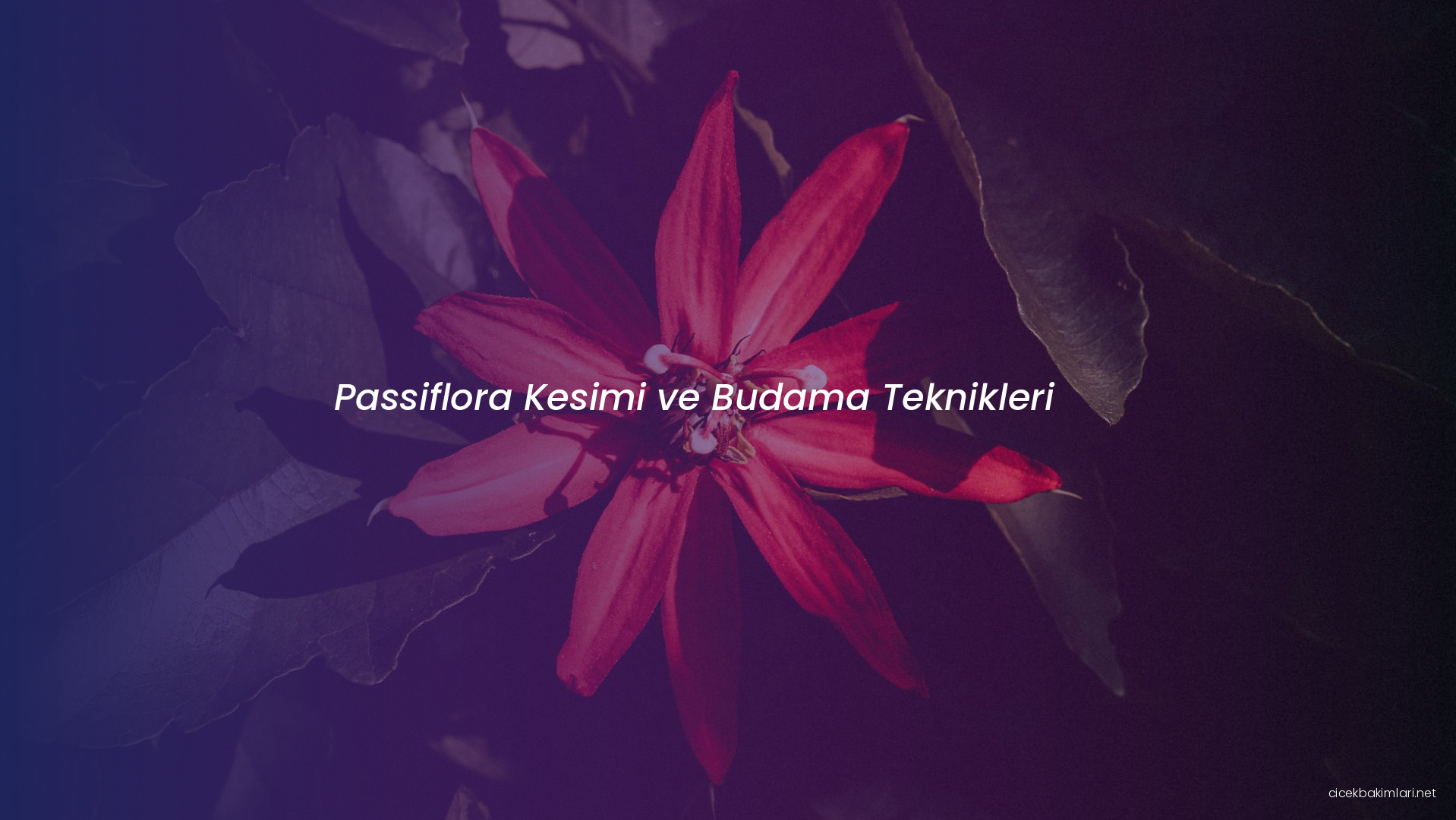 Passiflora Kesimi ve Budama Teknikleri