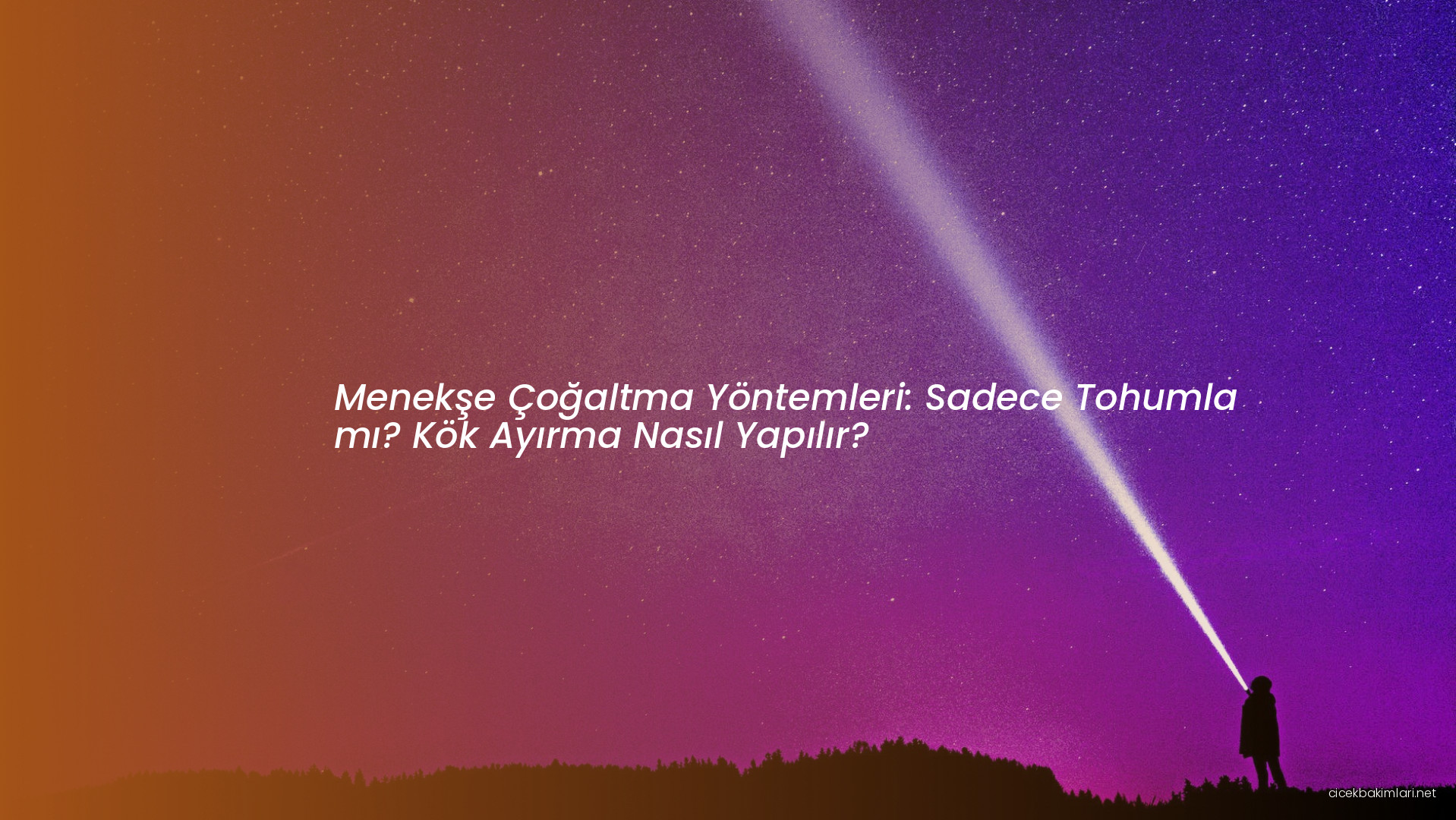 Menekşe Çoğaltma Yöntemleri: Sadece Tohumla mı? Kök Ayırma Nasıl Yapılır?