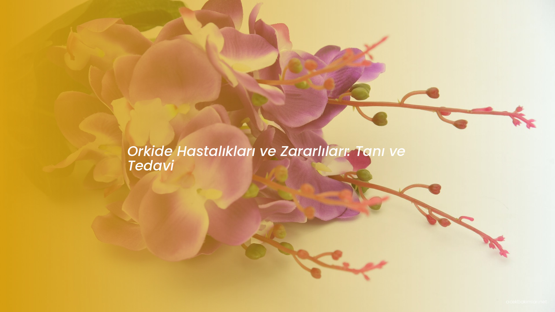 Orkide Hastalıkları ve Zararlıları: Tanı ve Tedavi