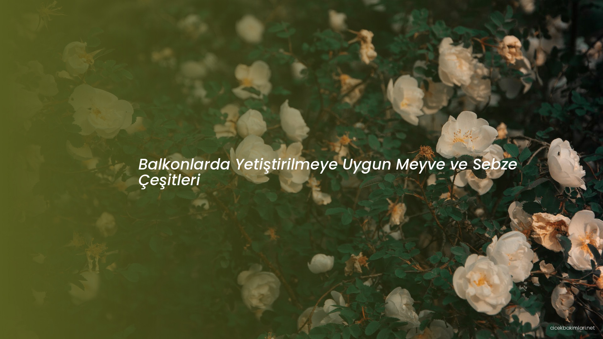 Balkonlarda Yetiştirilmeye Uygun Meyve ve Sebze Çeşitleri