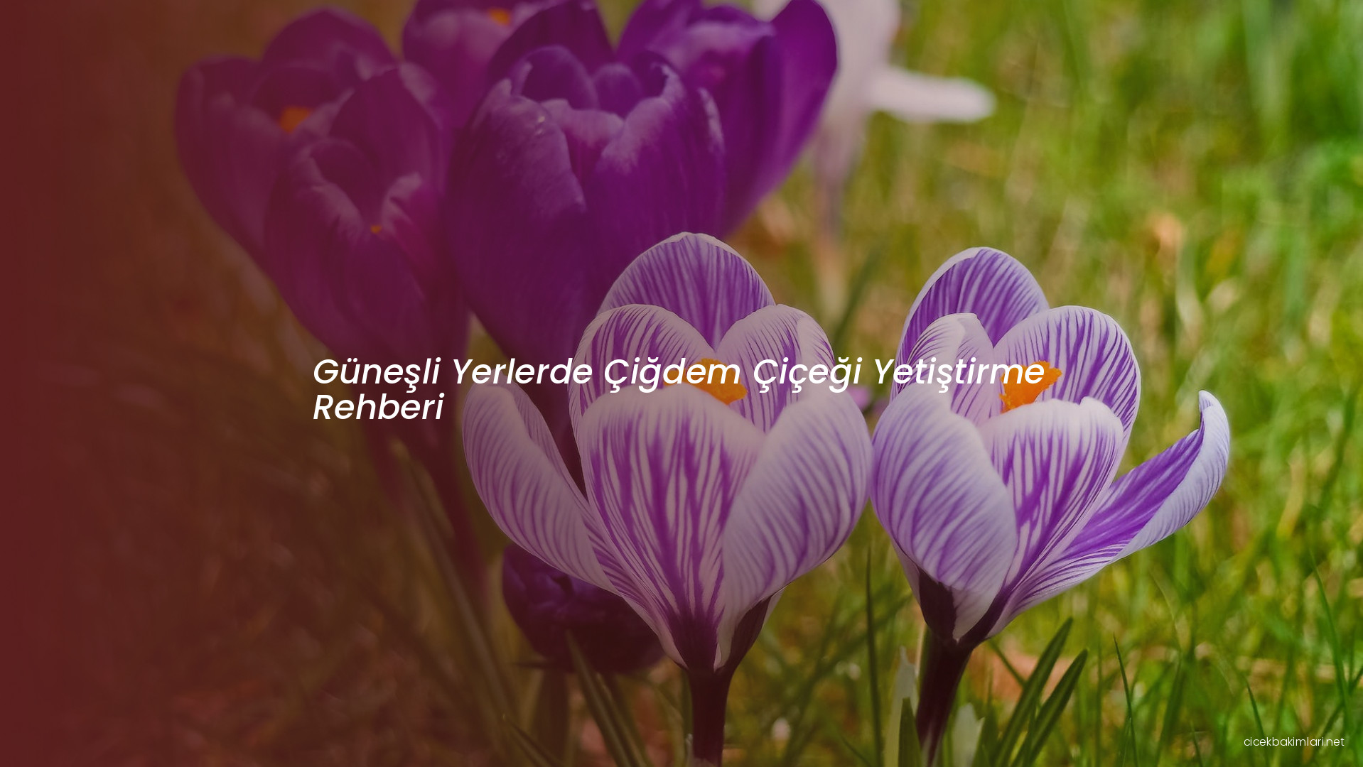Güneşli Yerlerde Çiğdem Çiçeği Yetiştirme Rehberi