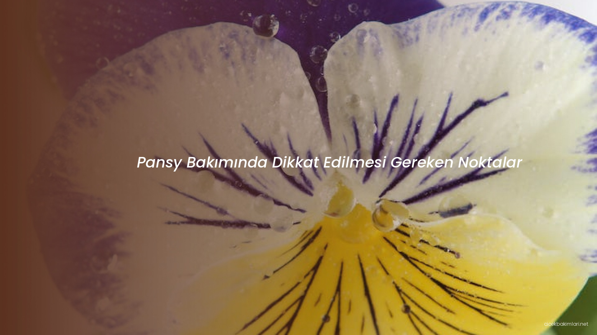 Pansy Bakımında Dikkat Edilmesi Gereken Noktalar