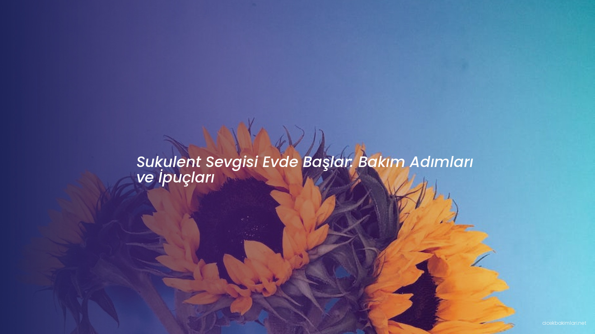 Sukulent Sevgisi Evde Başlar: Bakım Adımları ve İpuçları