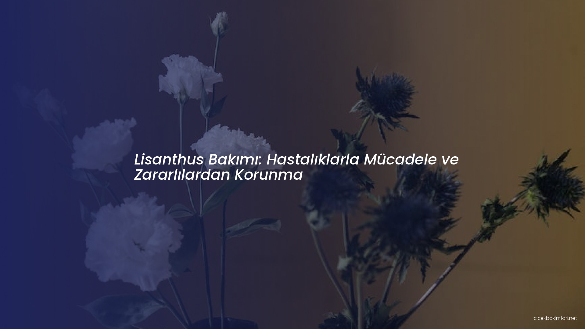 Lisanthus Bakımı: Hastalıklarla Mücadele ve Zararlılardan Korunma