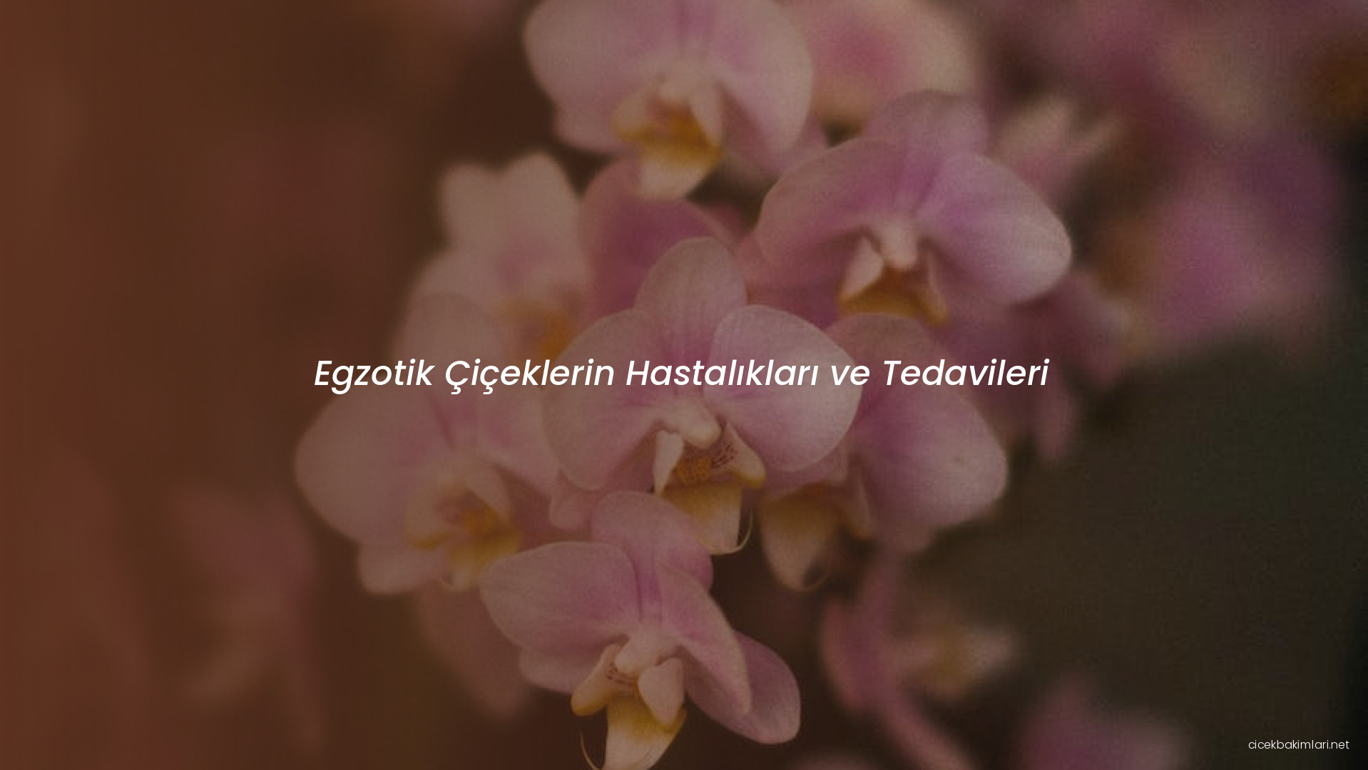 Egzotik Çiçeklerin Hastalıkları ve Tedavileri