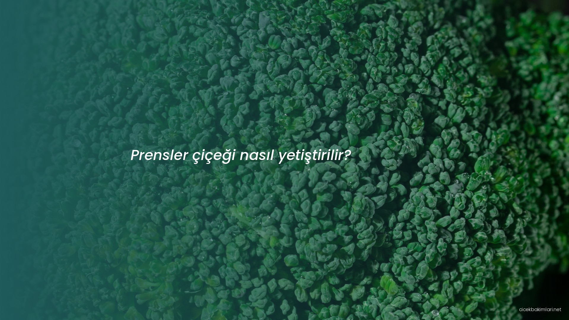 Prensler çiçeği nasıl yetiştirilir?