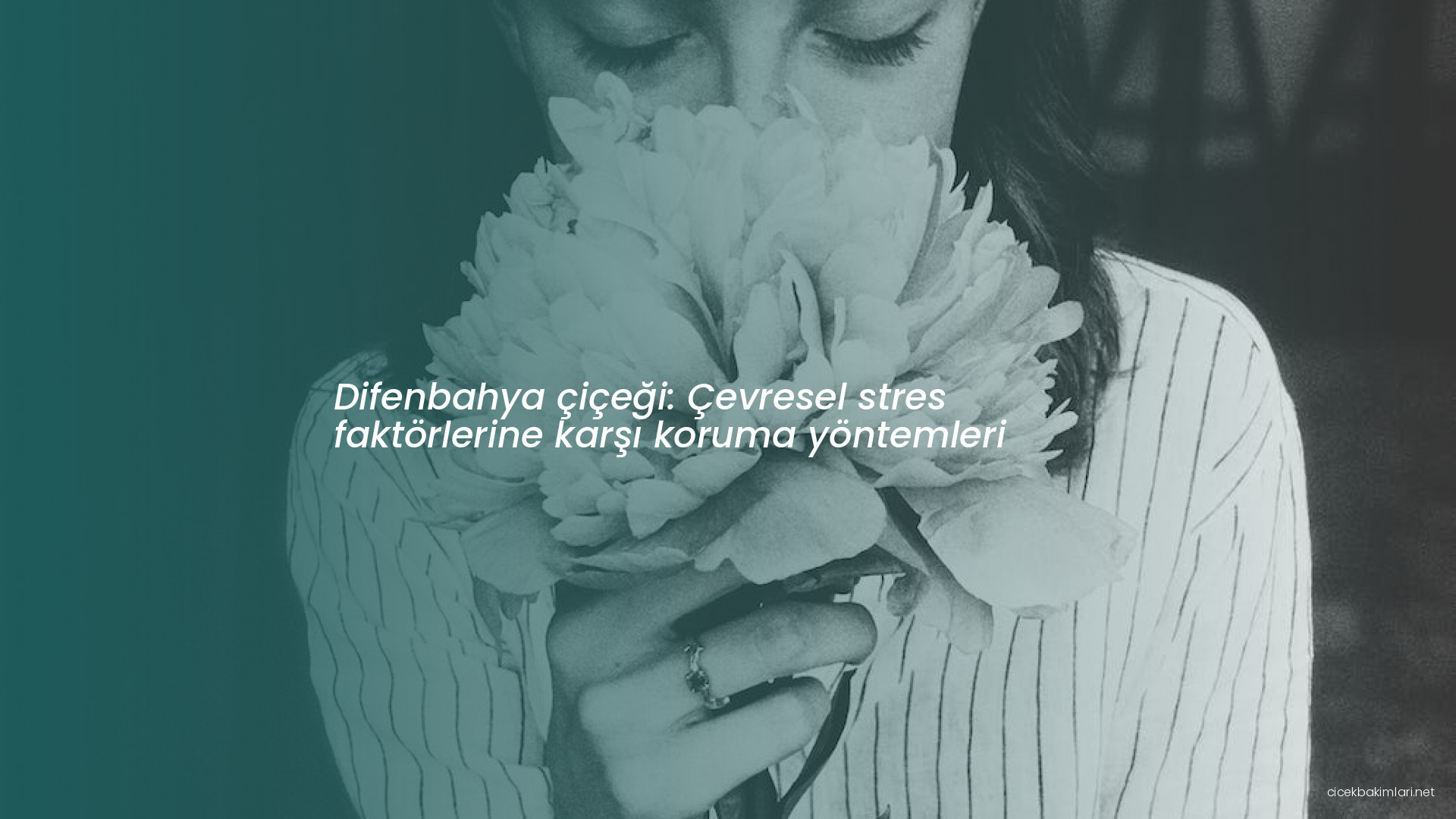 Difenbahya çiçeği: Çevresel stres faktörlerine karşı koruma yöntemleri