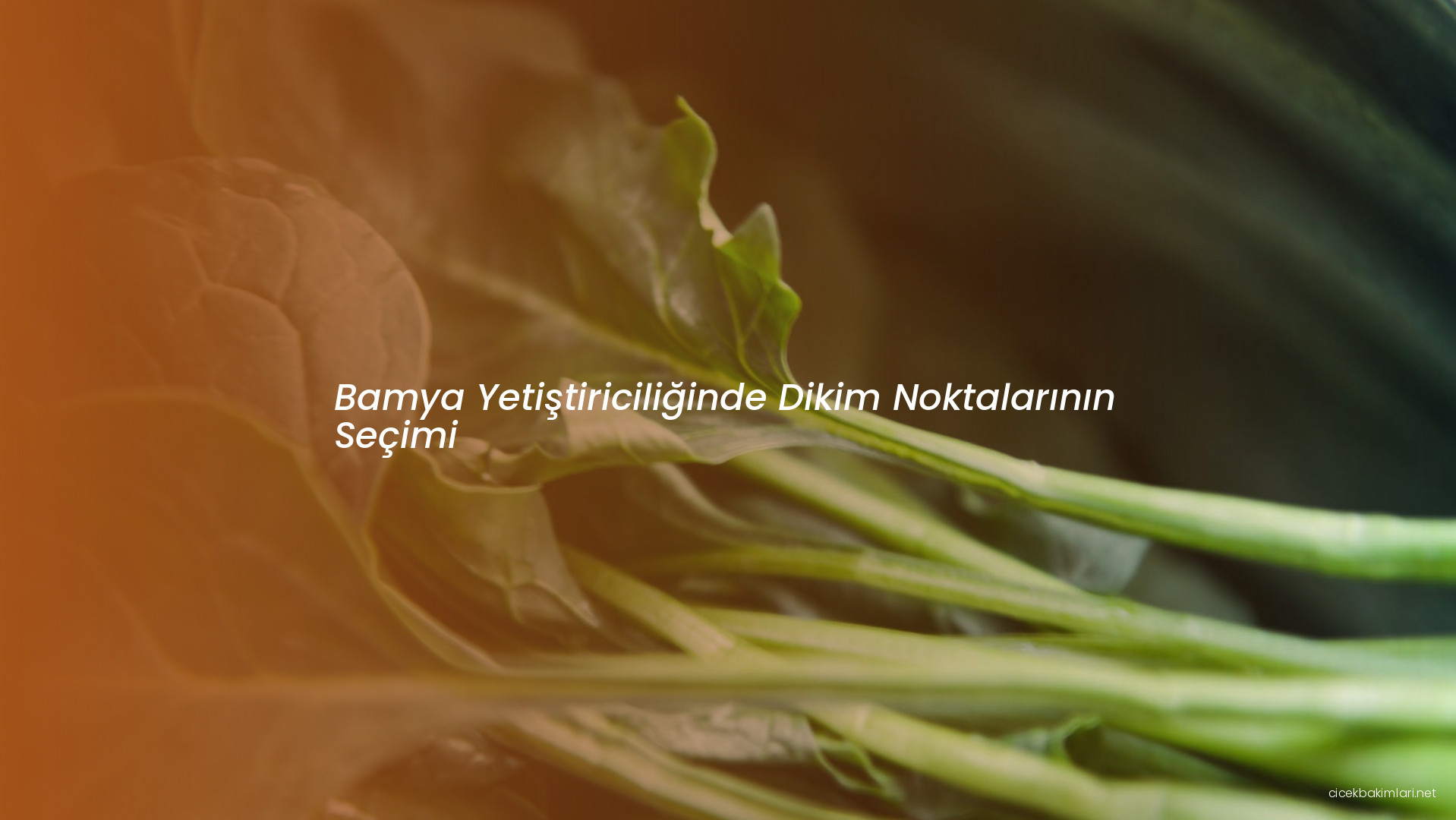 Bamya Yetiştiriciliğinde Dikim Noktalarının Seçimi