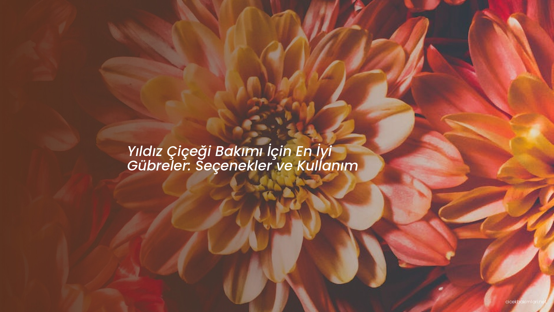Yıldız Çiçeği Bakımı İçin En İyi Gübreler: Seçenekler ve Kullanım