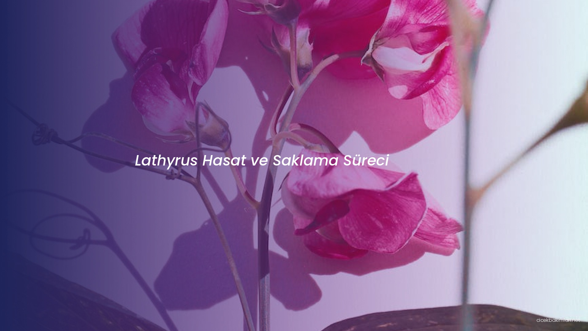 Lathyrus Hasat ve Saklama Süreci
