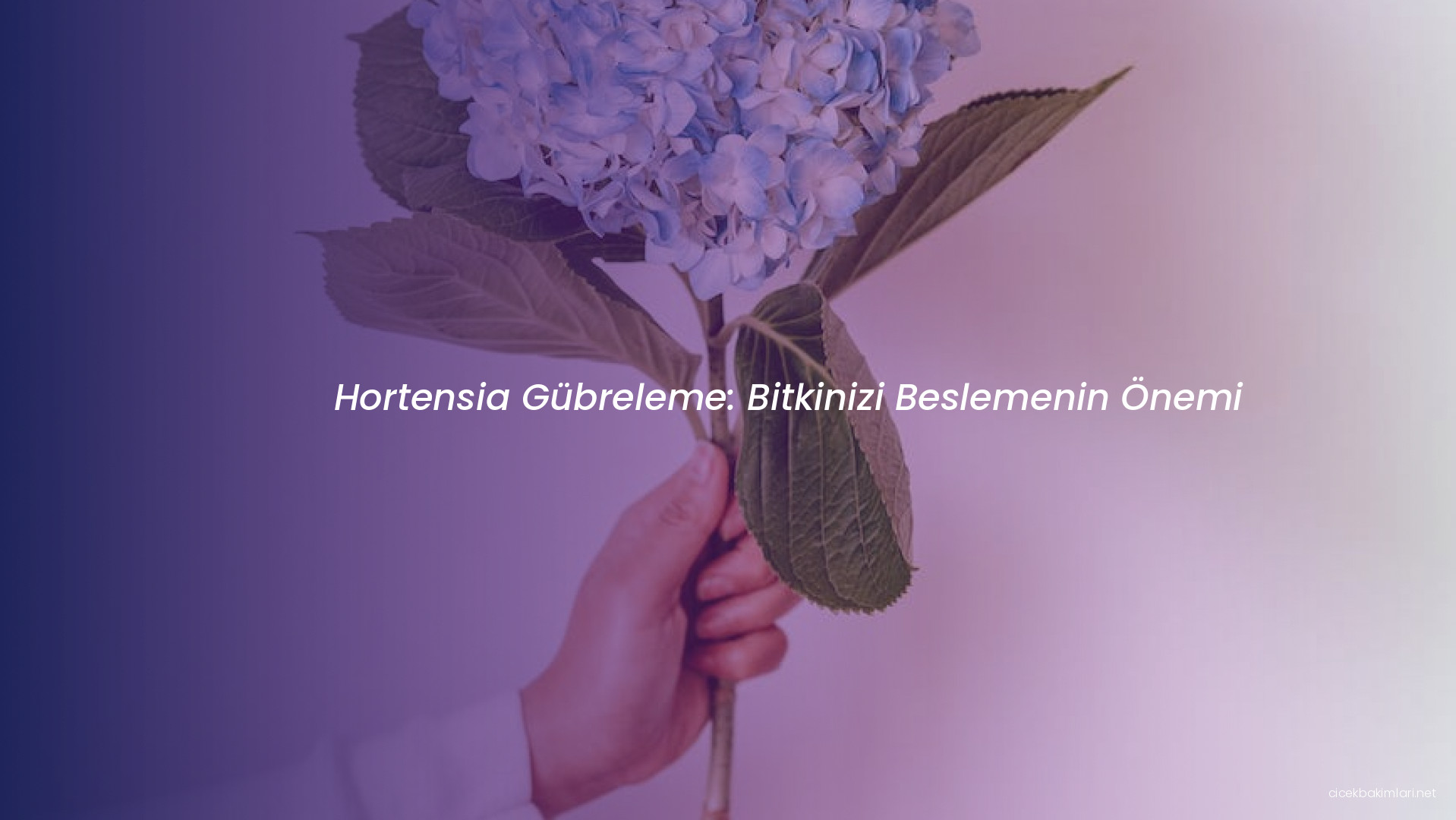 Hortensia Gübreleme: Bitkinizi Beslemenin Önemi