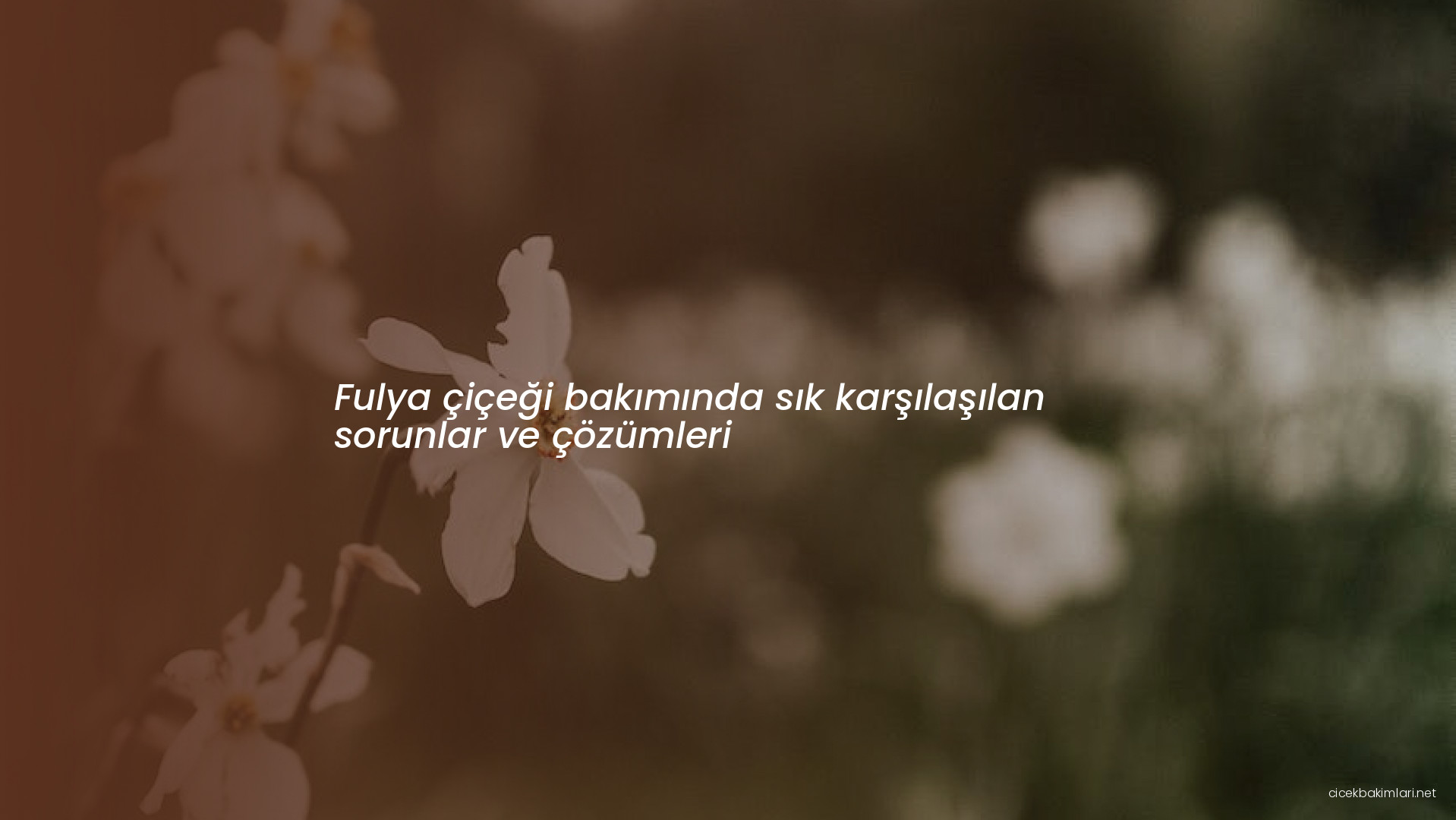 Fulya çiçeği bakımında sık karşılaşılan sorunlar ve çözümleri