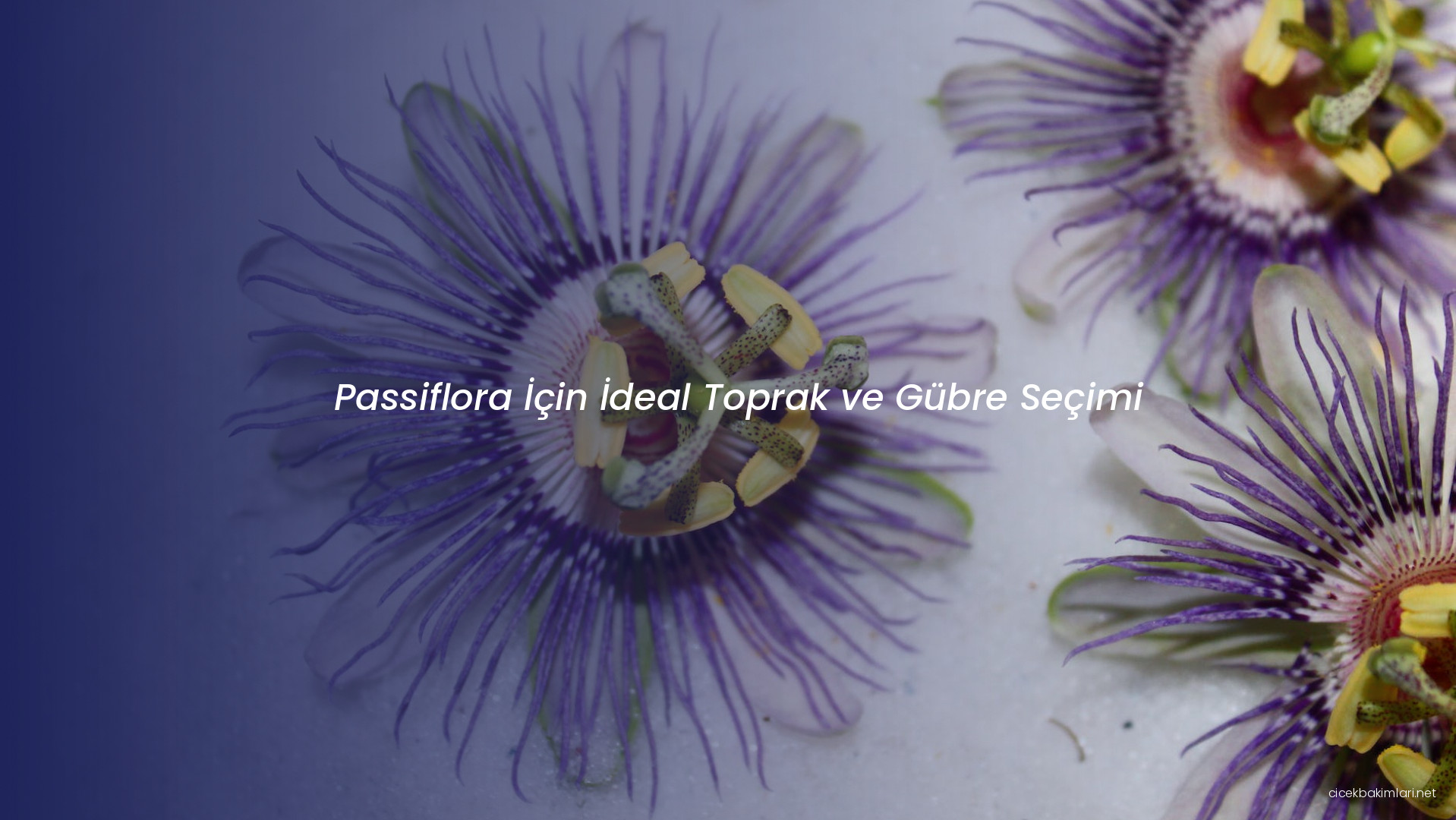 Passiflora İçin İdeal Toprak ve Gübre Seçimi