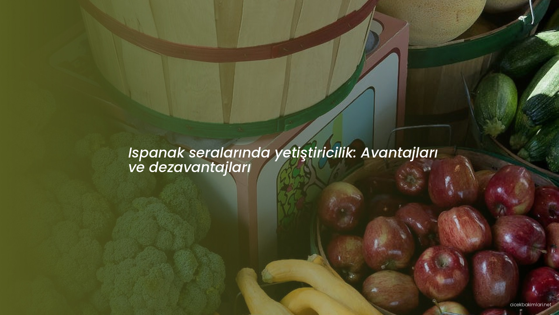 Ispanak seralarında yetiştiricilik: Avantajları ve dezavantajları