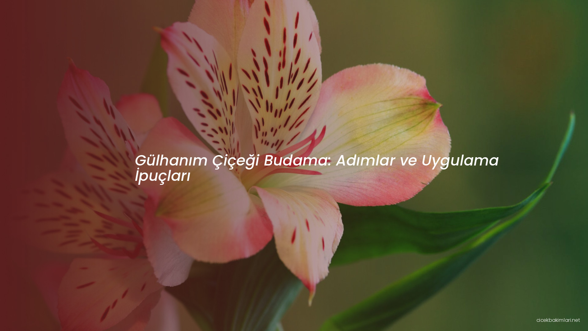 Gülhanım Çiçeği Budama: Adımlar ve Uygulama İpuçları