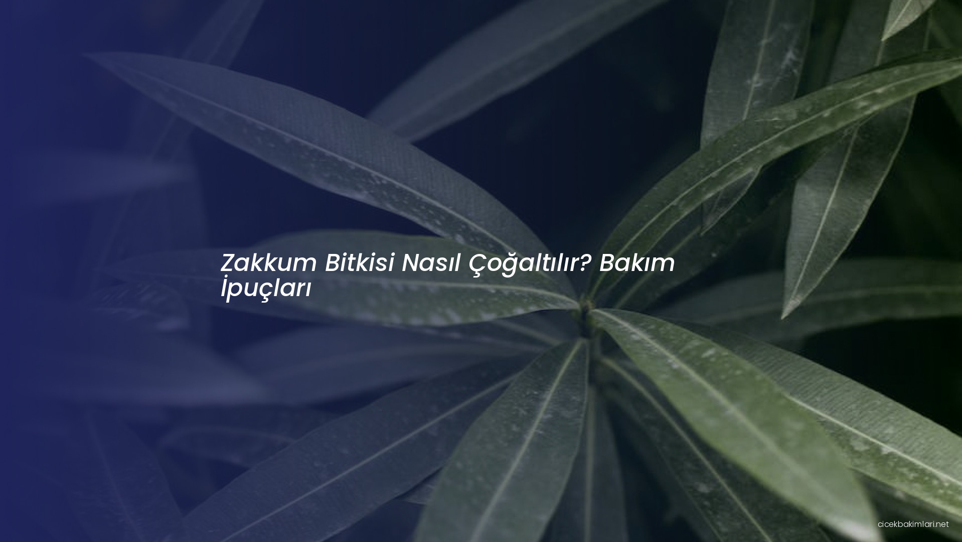 Zakkum Bitkisi Nasıl Çoğaltılır? Bakım İpuçları